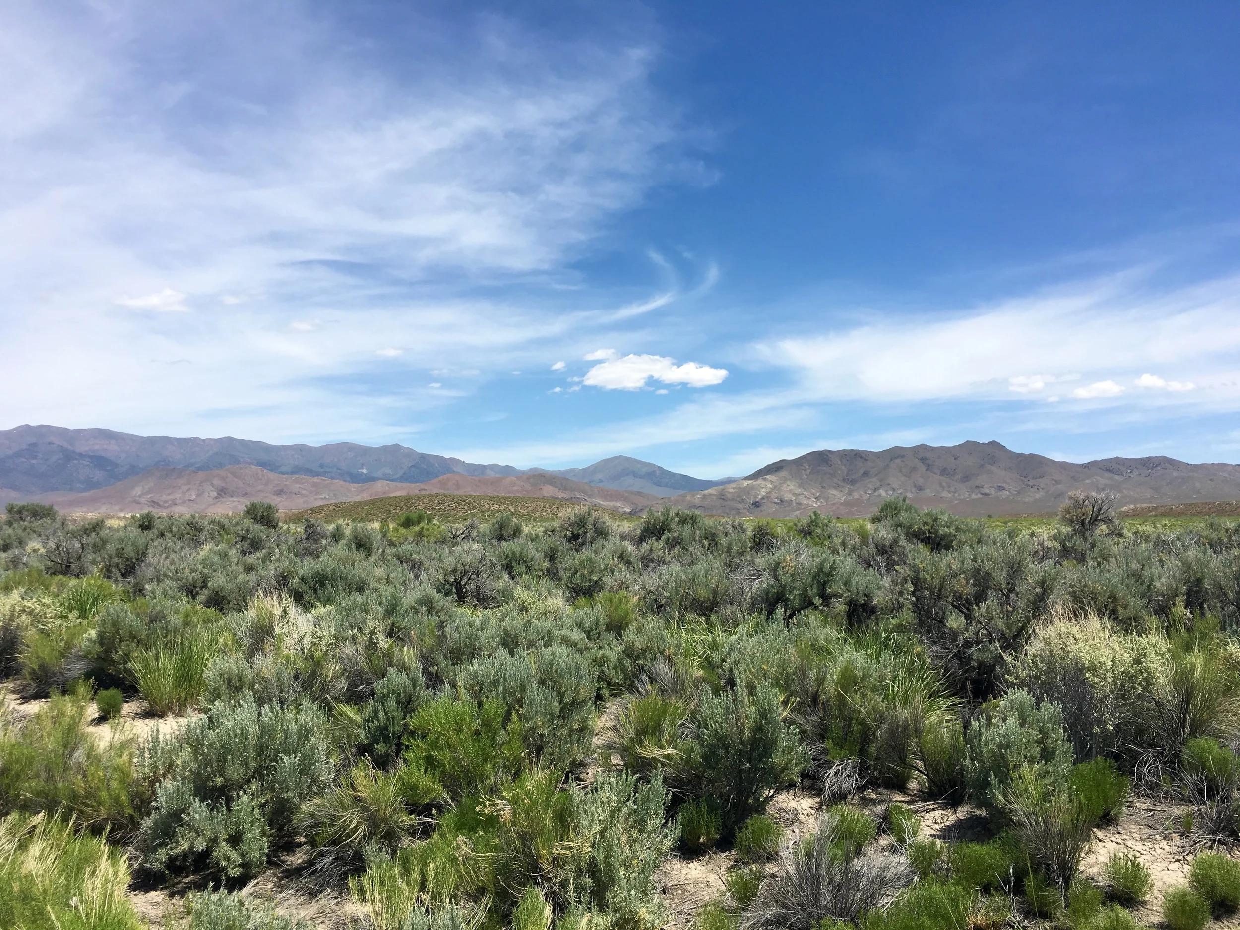 The land west of Fallon has a lot of sagebrush - when i went through the smells were amazing.&nbsp;