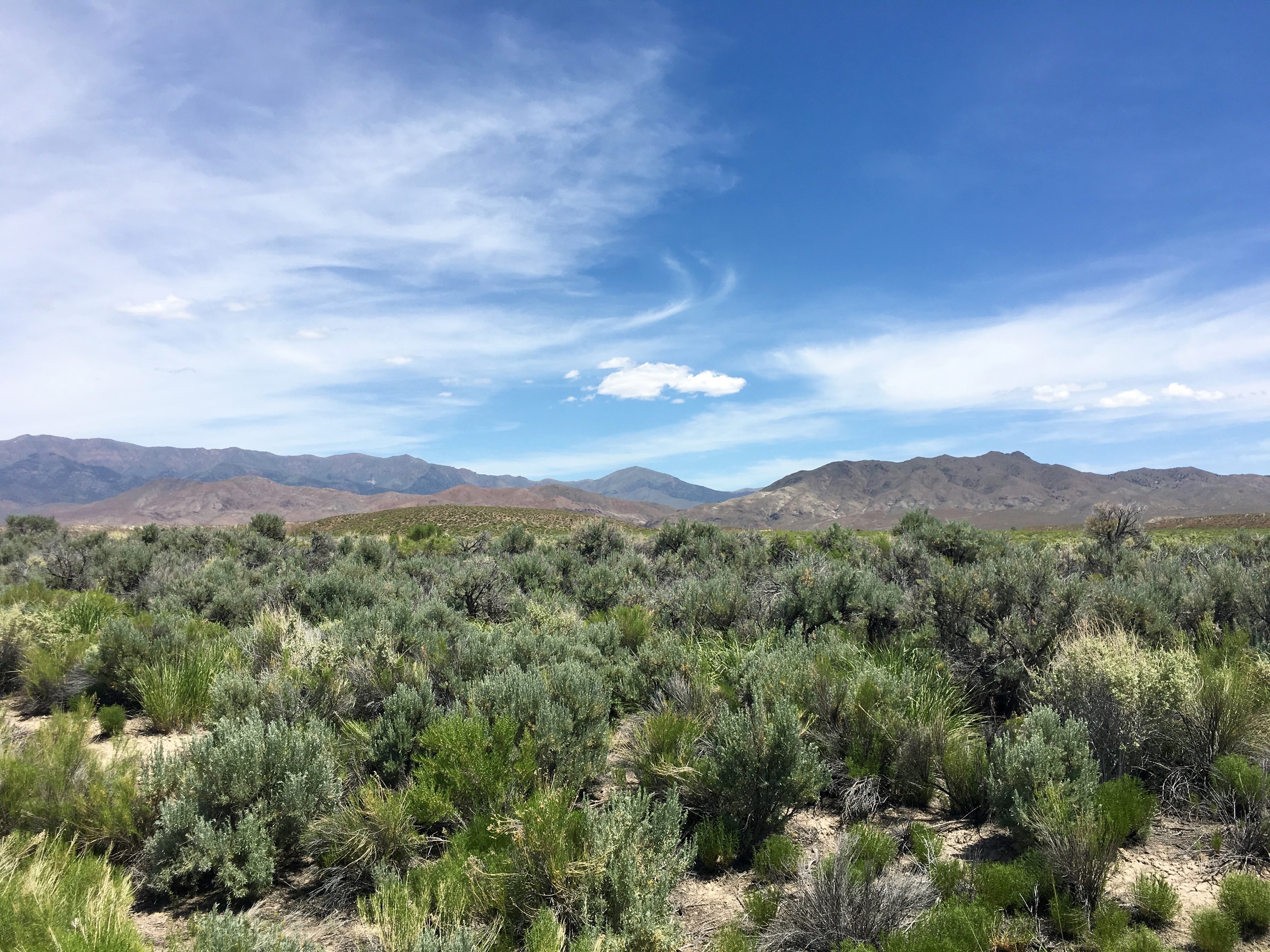 The land west of Fallon has a lot of sagebrush - when i went through the smells were amazing. 