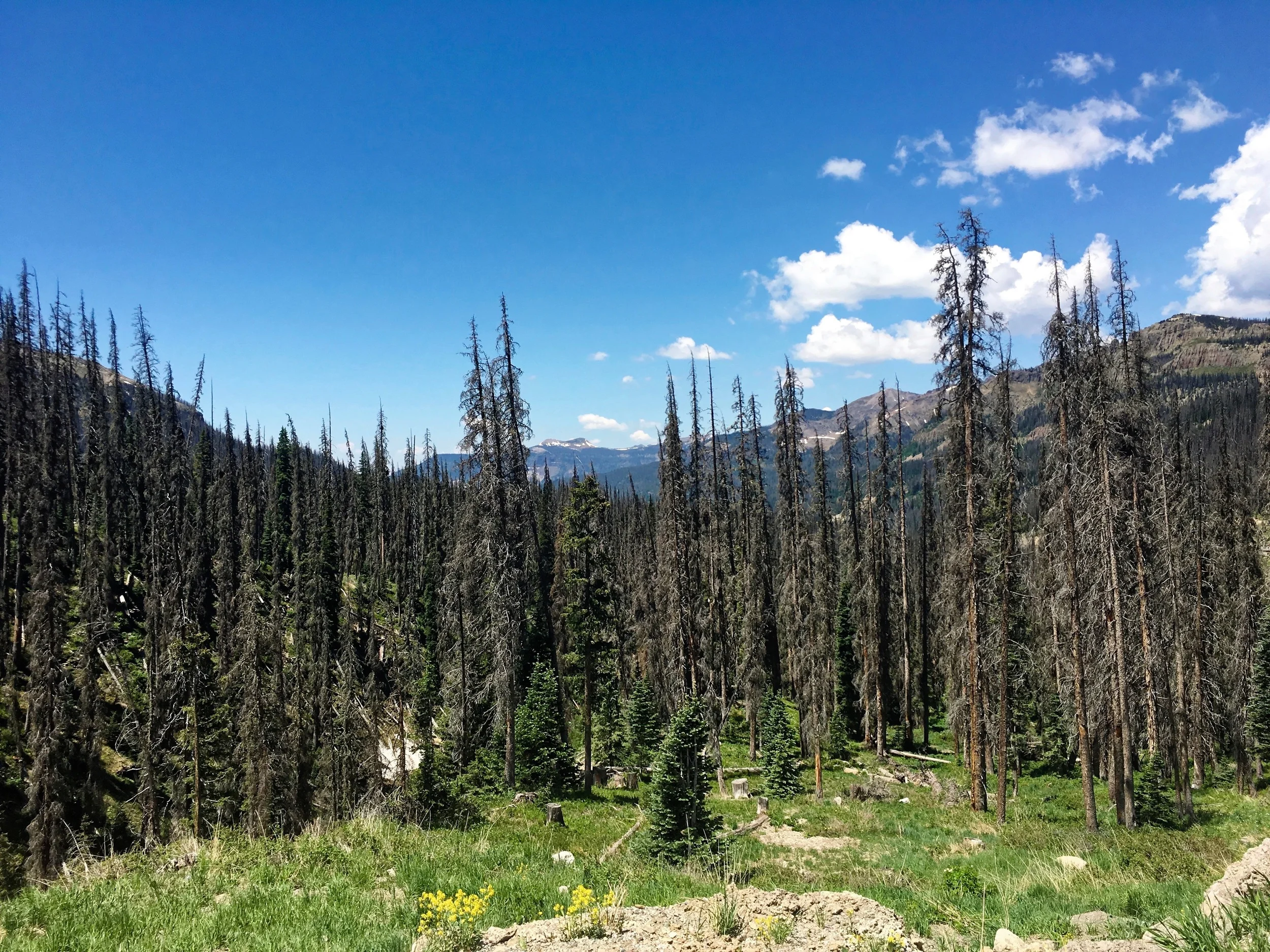Beetle kill - another attribute of a warming climate, was particularly evident on the climb to Wolf Creek Summit.&nbsp;
