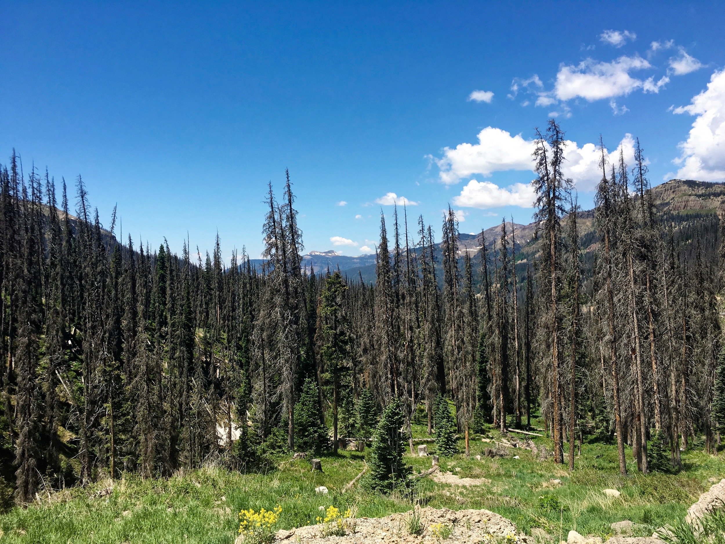 Beetle kill - another attribute of a warming climate, was particularly evident on the climb to Wolf Creek Summit. 