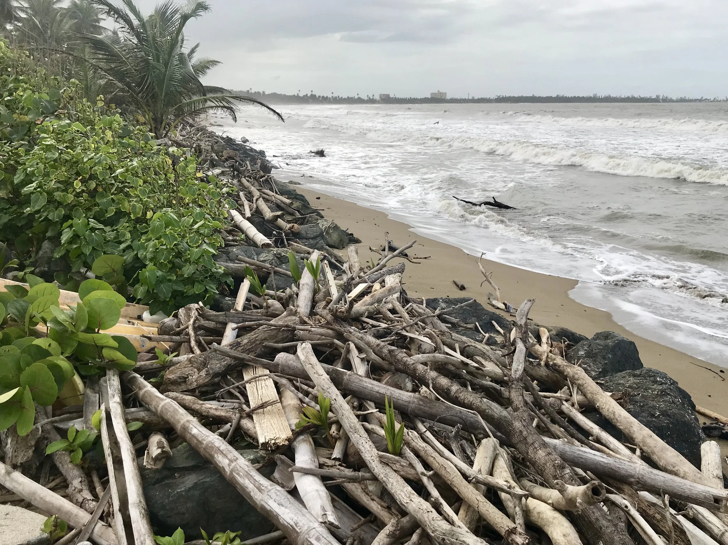 Debris on the beach. 