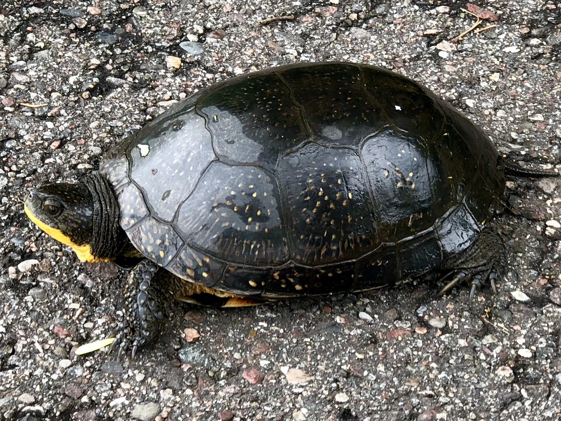 A midwestern Box Turtle lounges on a bike path near Rib Mountain, Wisconsin.&nbsp;