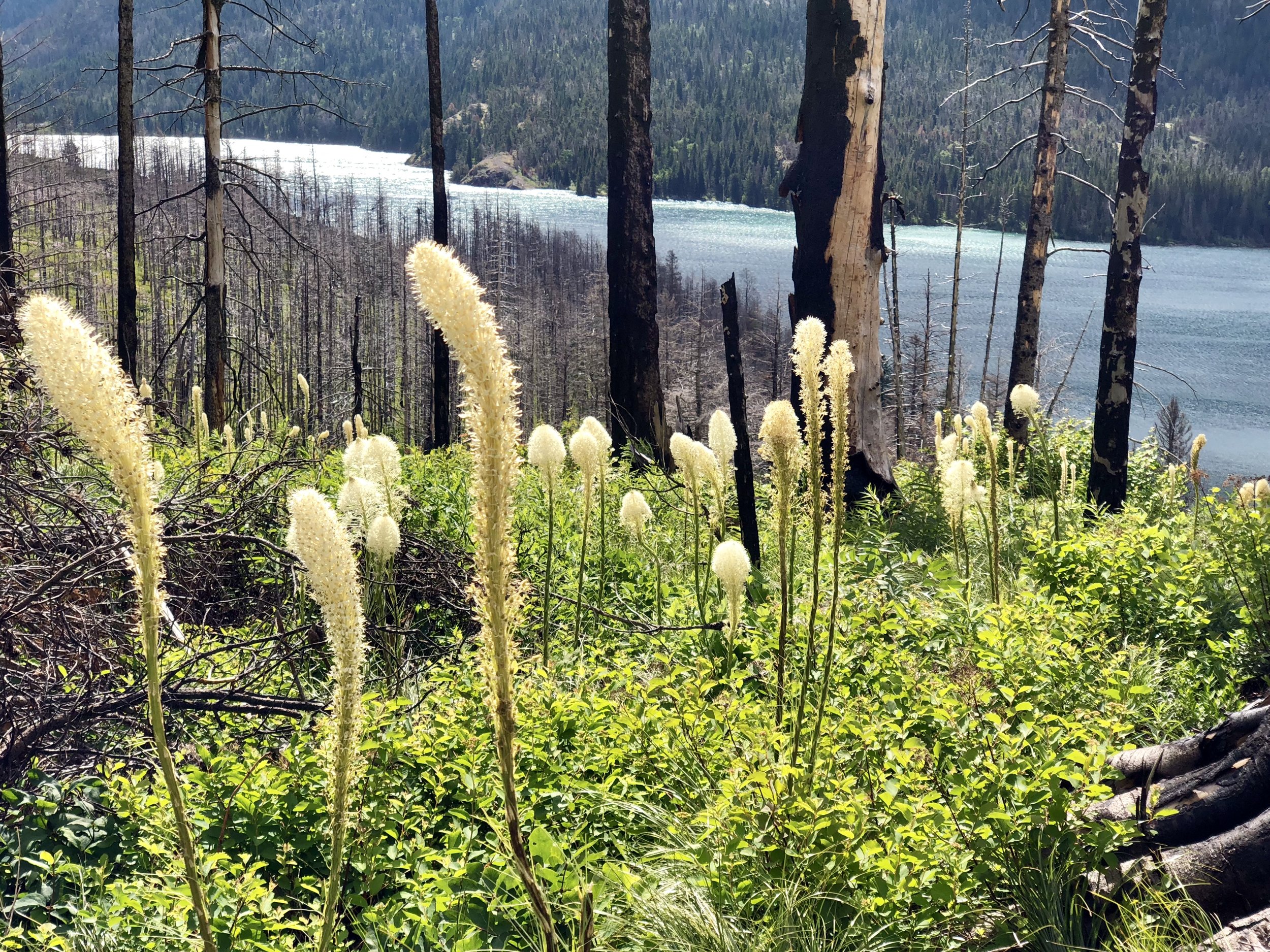 Beargrass is one of the first plants to appear after a forest fire. This area last burned in 2015.&nbsp;