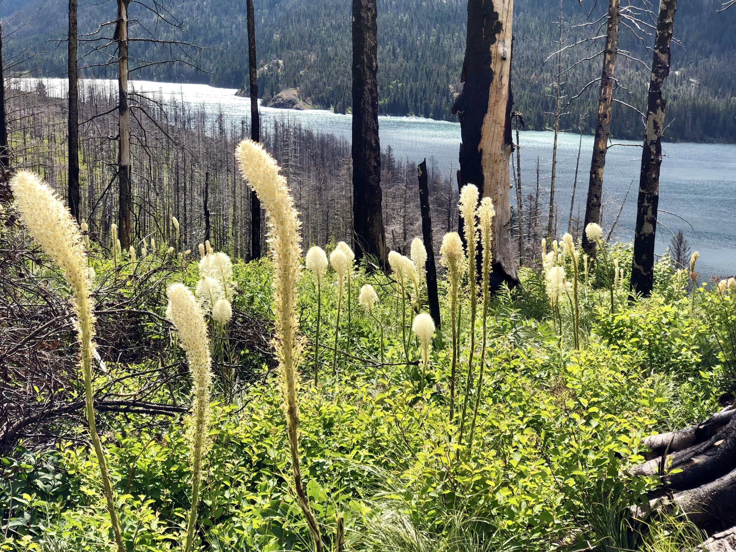 Beargrass is one of the first plants to appear after a forest fire. This area last burned in 2015. 