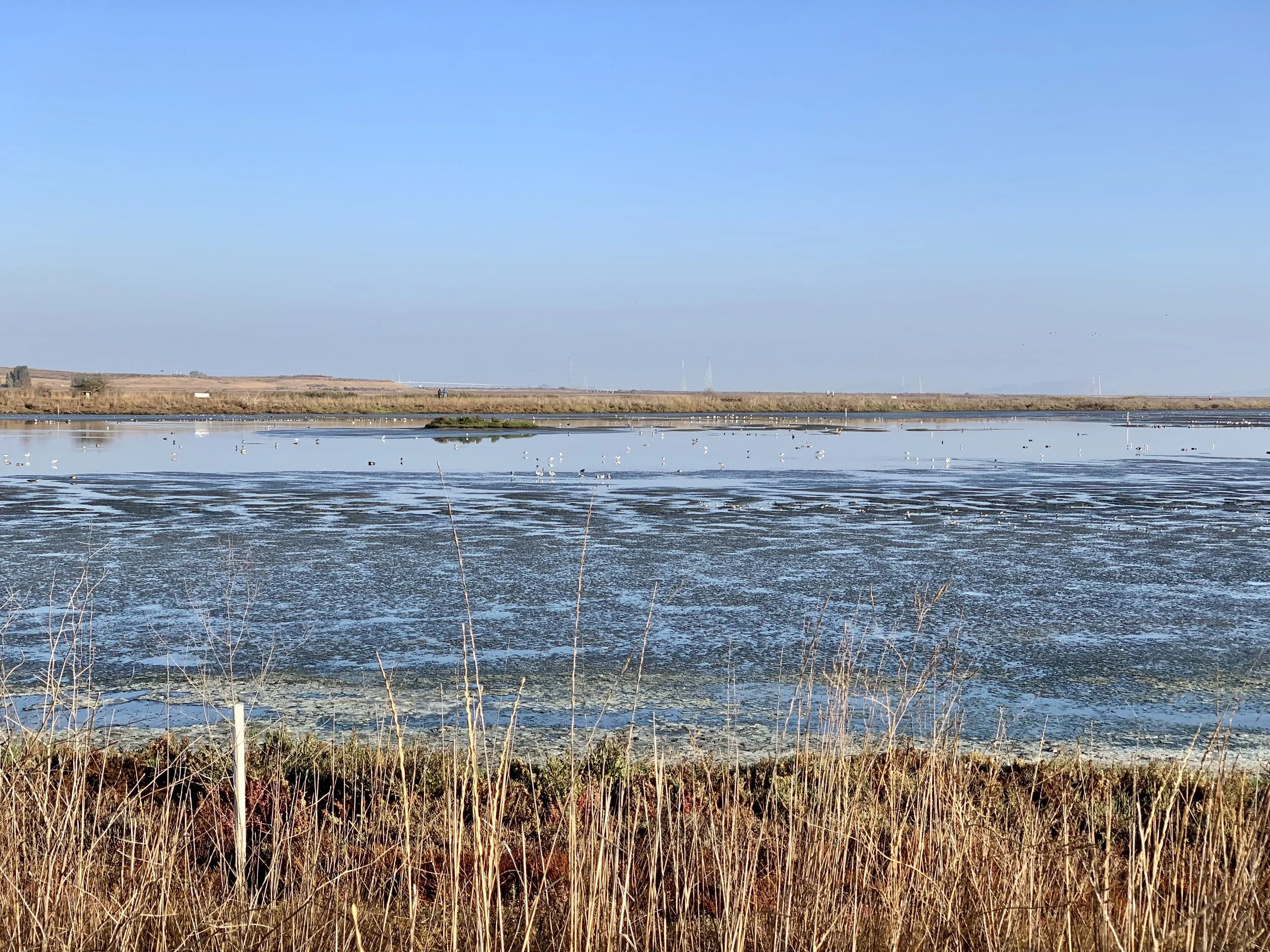 Marshland in San Francisco Bay.