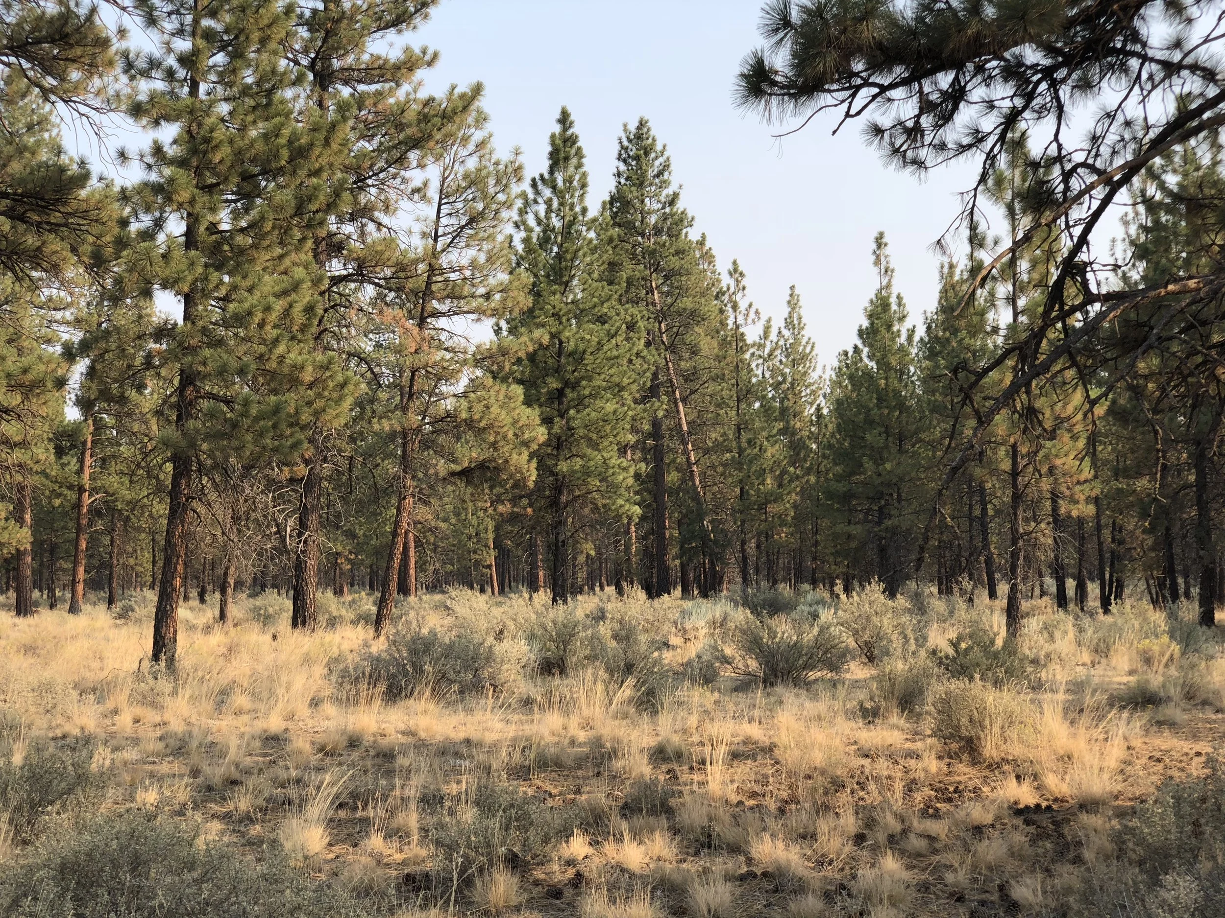 State Forest land about a mile north of Sisters, Oregon.
