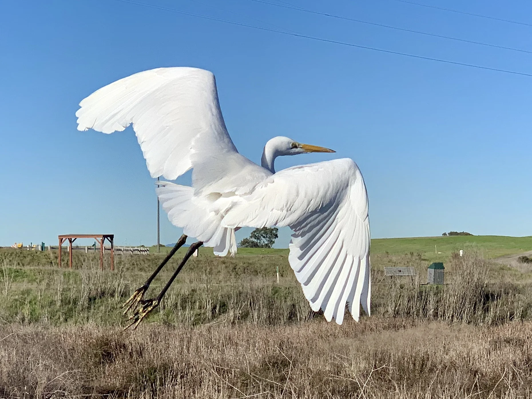 A snowy egret.