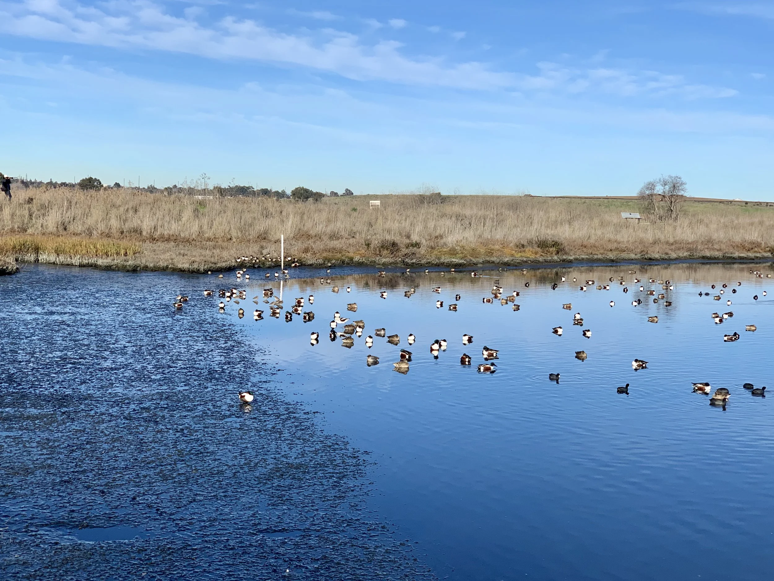 When the tide recedes, the birds dig for food.