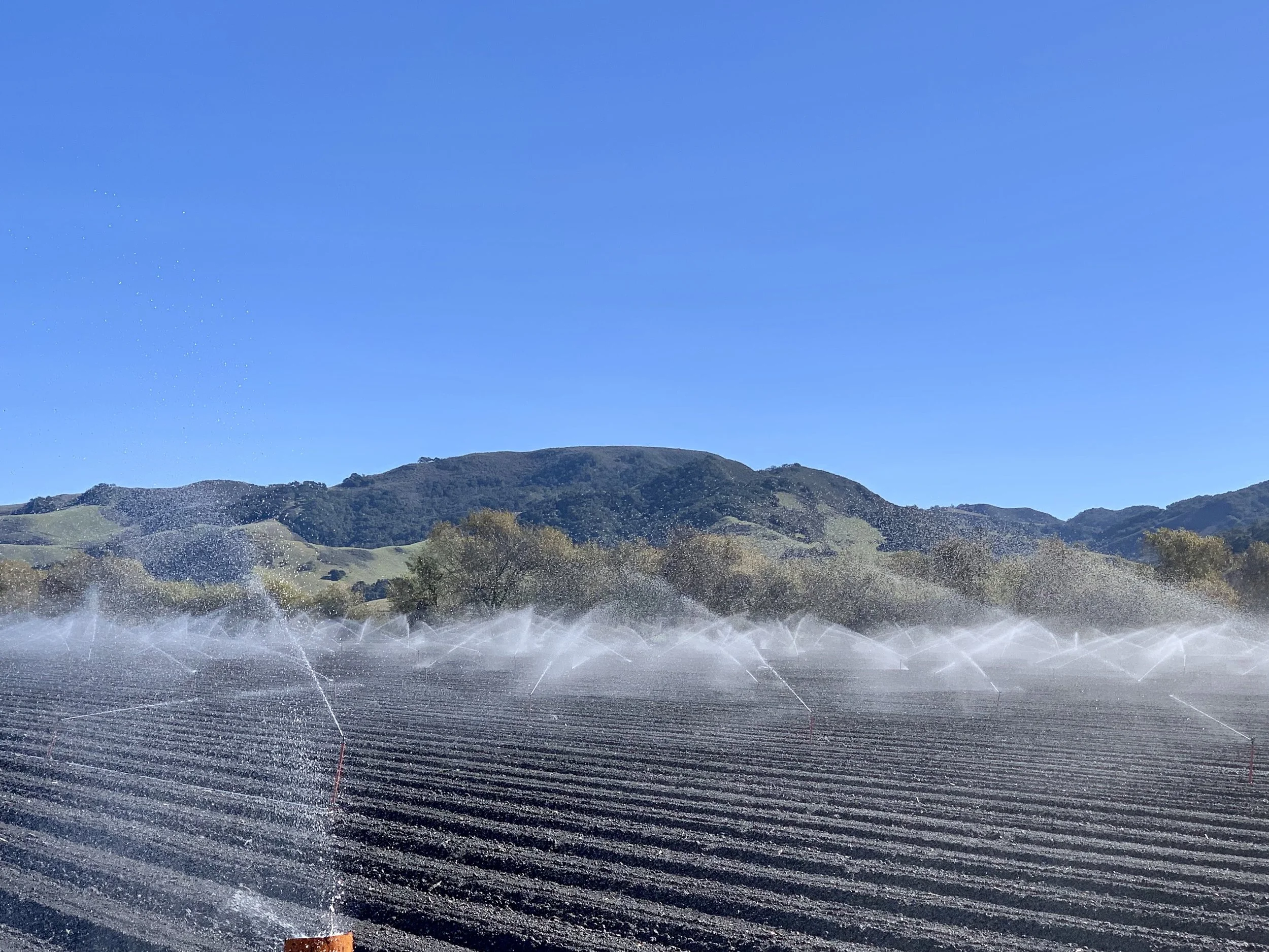 Irrigation on a basil field just north of Lompoc.