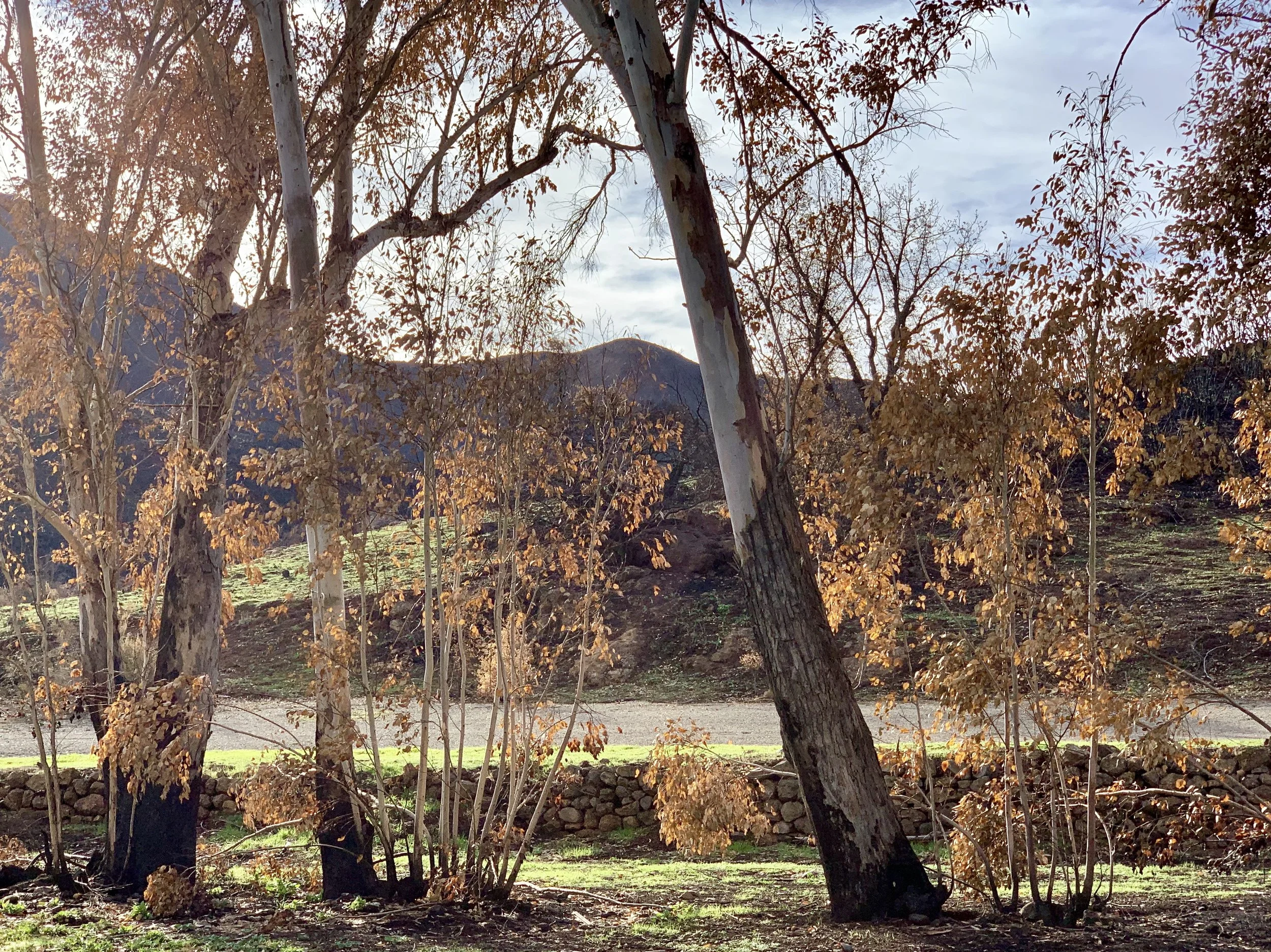 There's something beautiful about a fire area in recovery. Only 3 months after the fire, a hillside in the Santa Monica Mountains near Paramount Ranch makes a comeback.