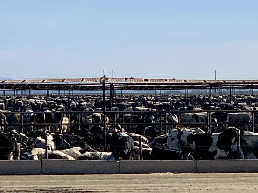 A stockyard north of Brawley. Kind of makes one wonder what our feedstock endures to becomes a hamburger.
