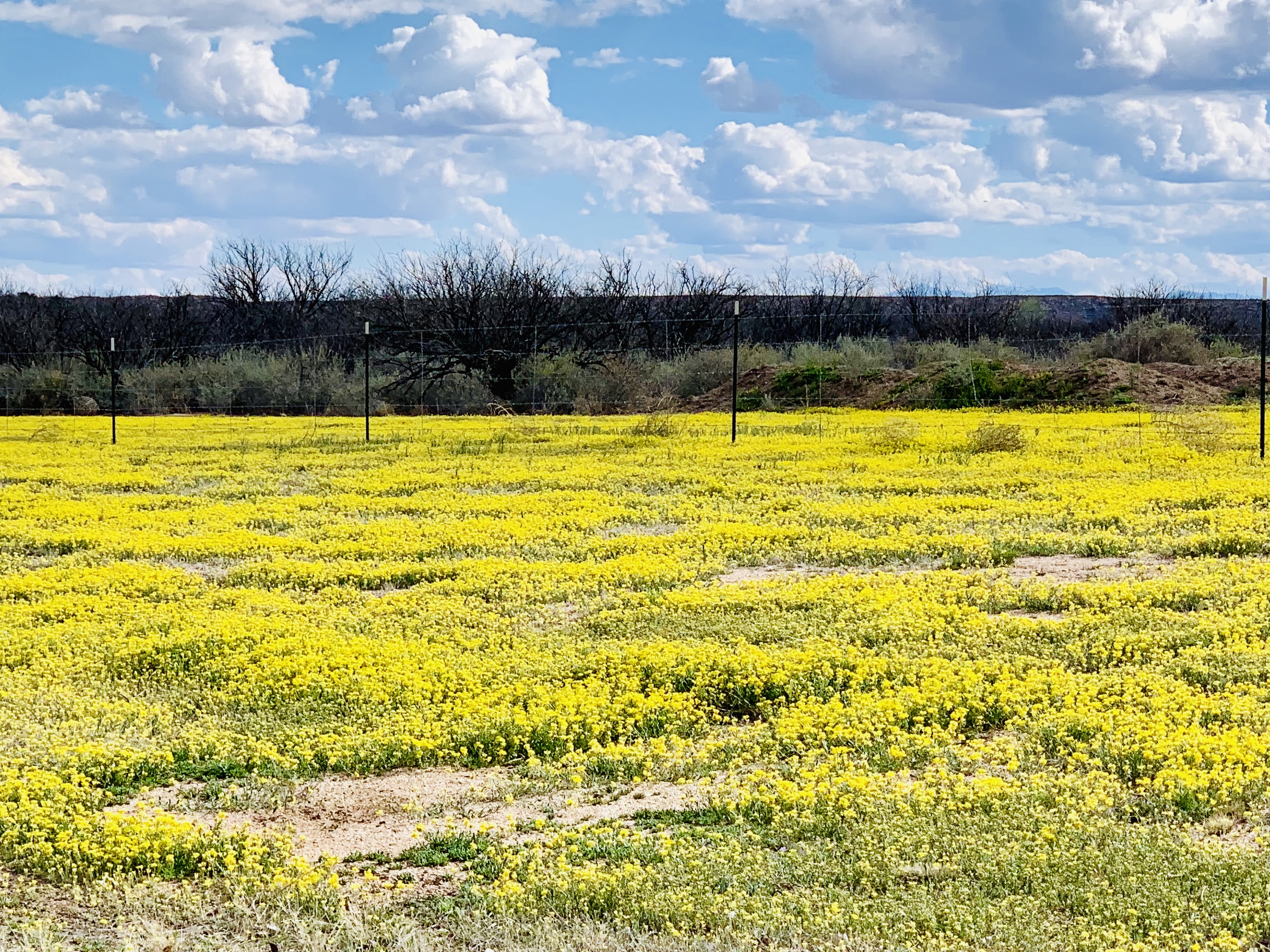 Fields of daisies are common here this time of year.