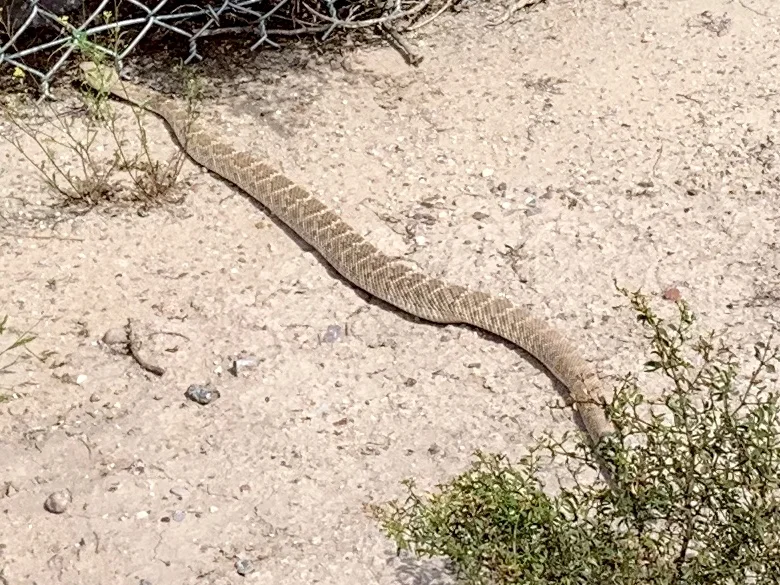 A rattlesnake seen on a bike trail near Tucson. As it gets hotter, they get more active.
