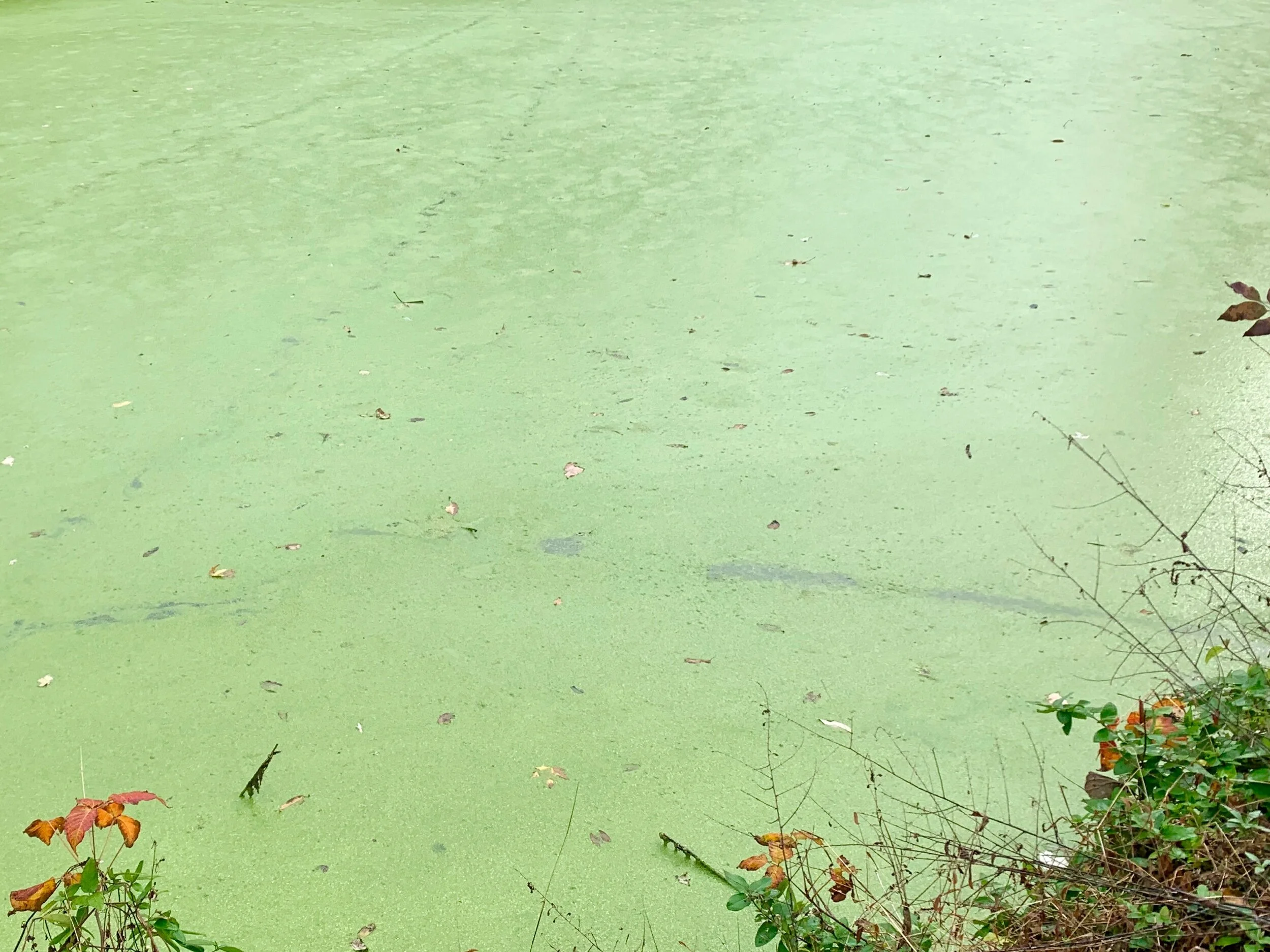 The C&amp;O Canal is full of water with algae that contains organisms that can severely lower oxygen levels in natural waters, killing marine life. Blooms can last from a few days to many months, and some are associated with toxins.