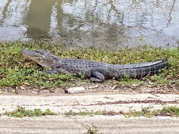 Just east of NOLA off the Mississippi River levee. Quite alive.