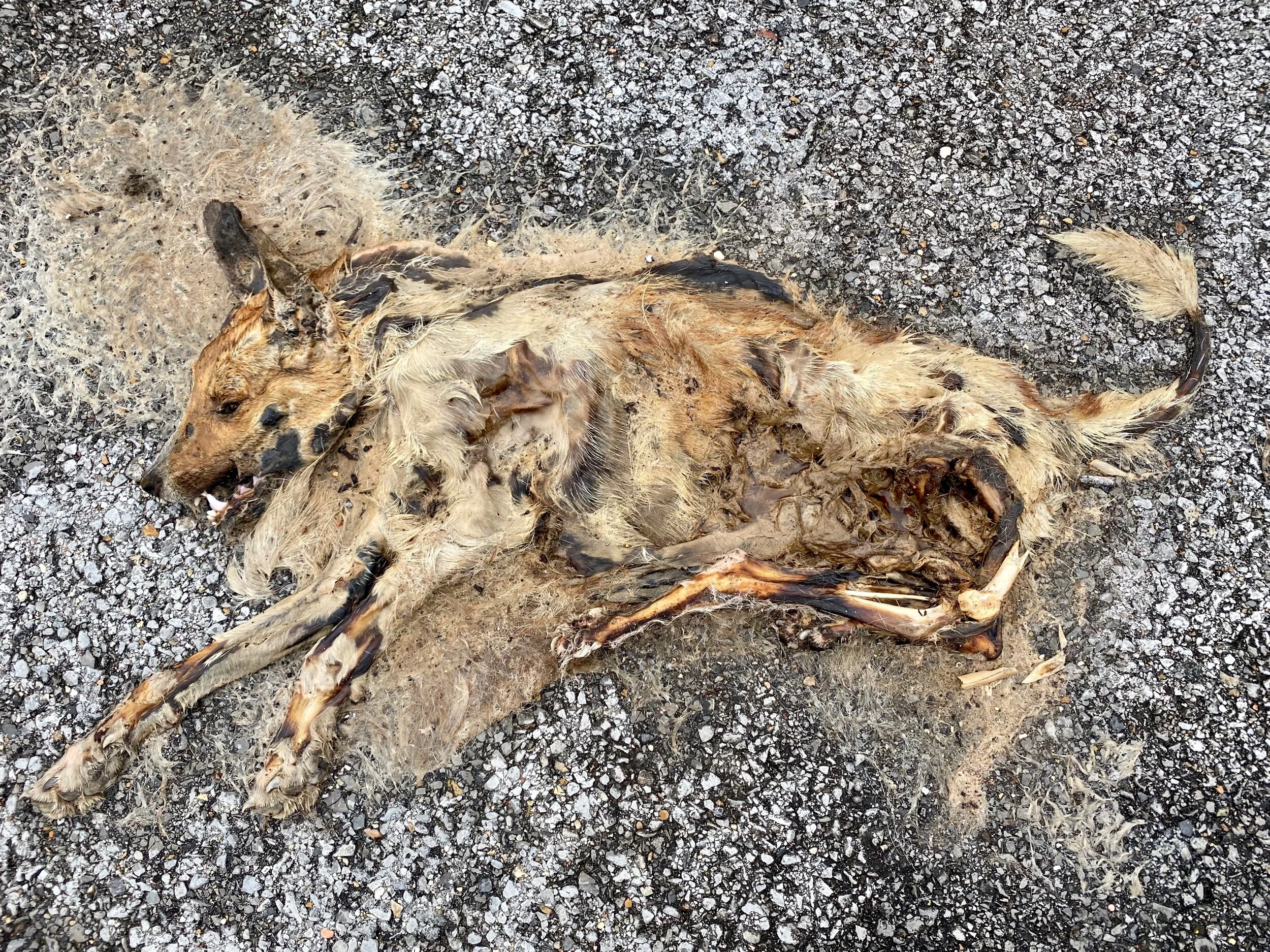 A dead fox. Roadkill.