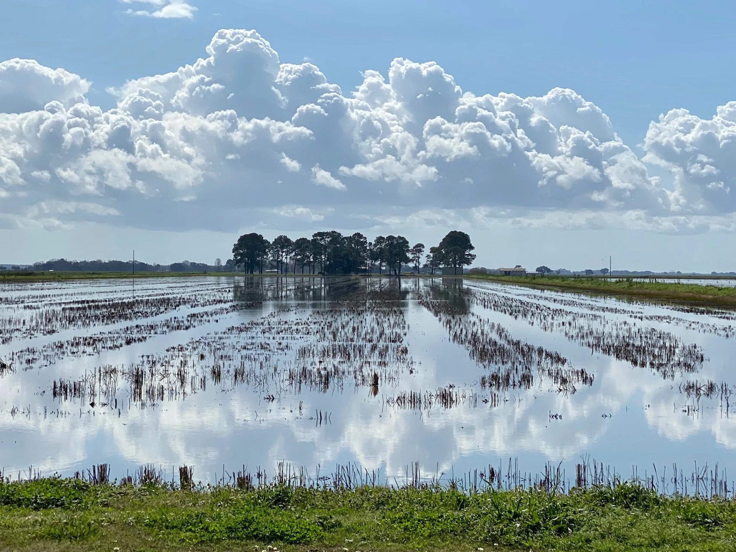 A rice field east of Lake Arthur, LA.
