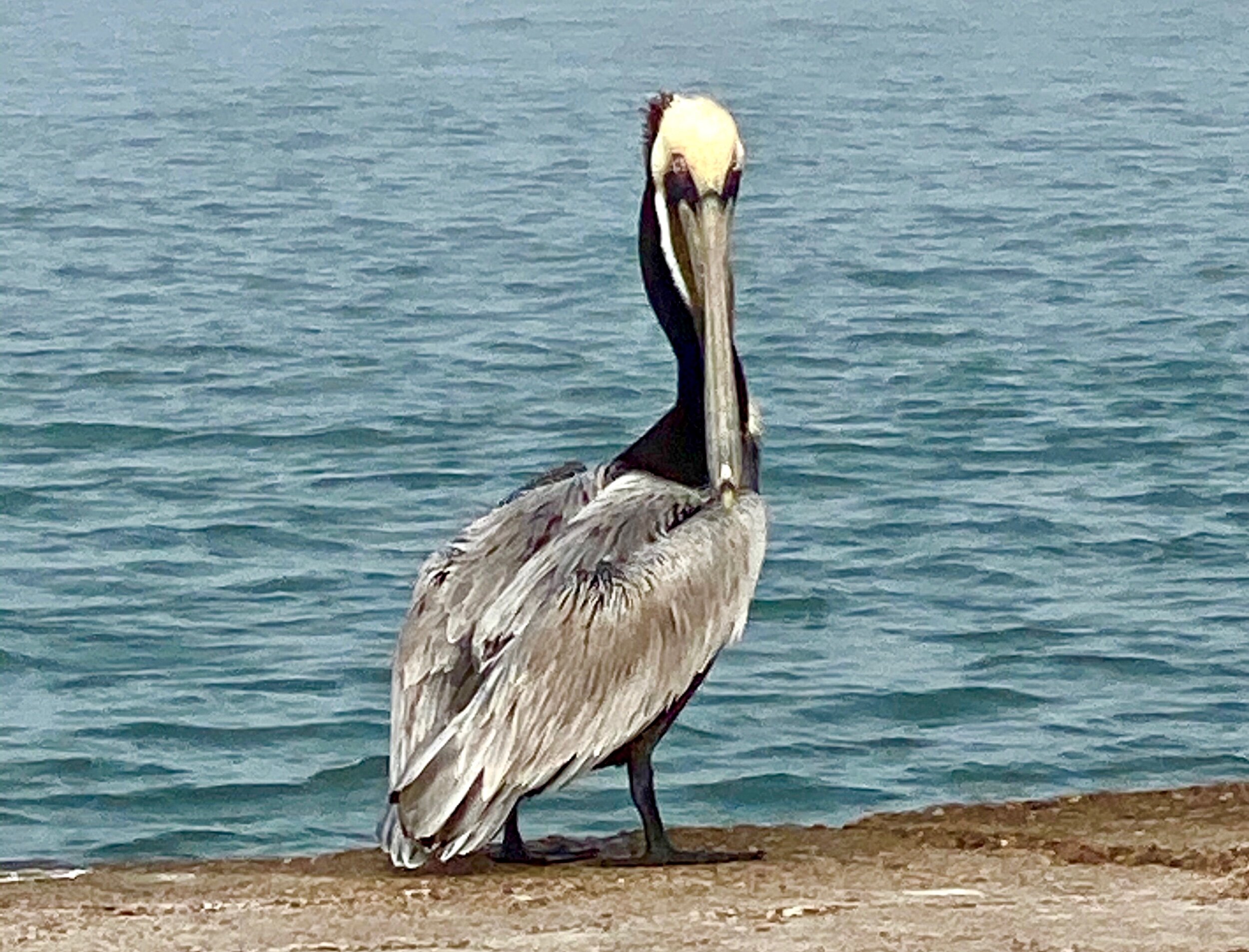 A very mellow Pelican stares us down on the beach at Port Aransas.