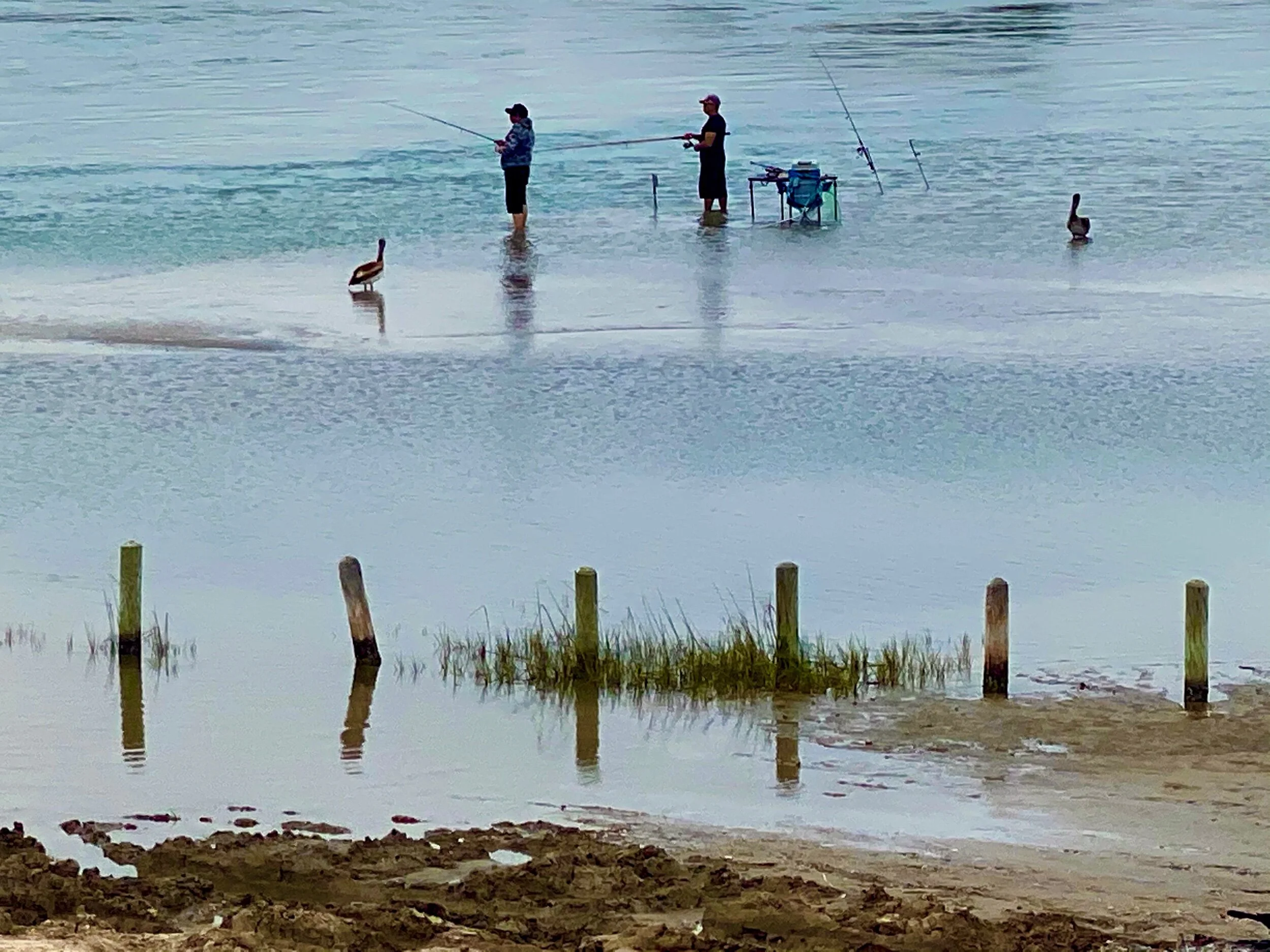 Texans fishing off the causeway between Aransas and Port Aransas, Texas. The birds nearby are Pelicans.