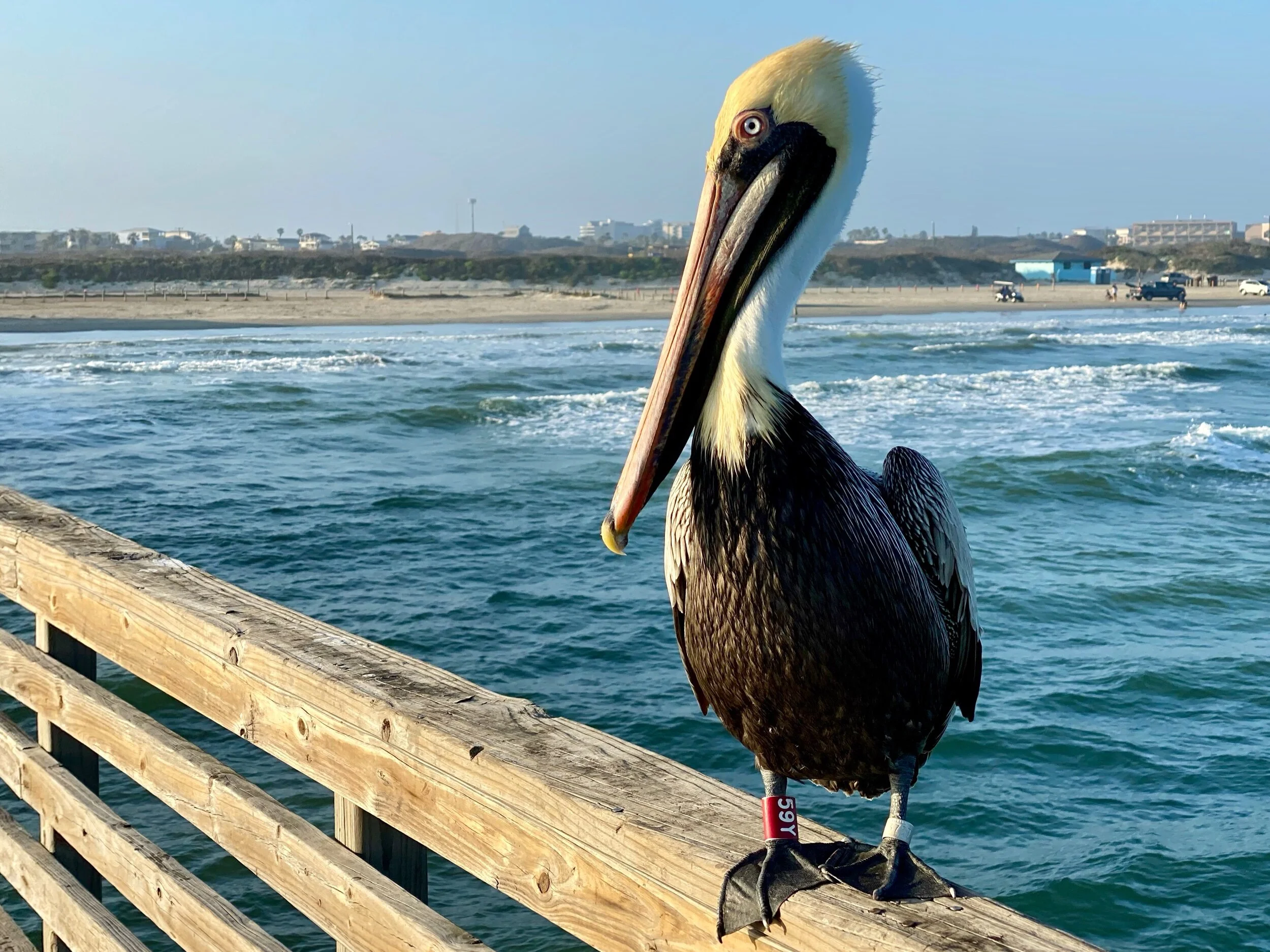 Yet another Pelican poses for us near Corpus Christi.