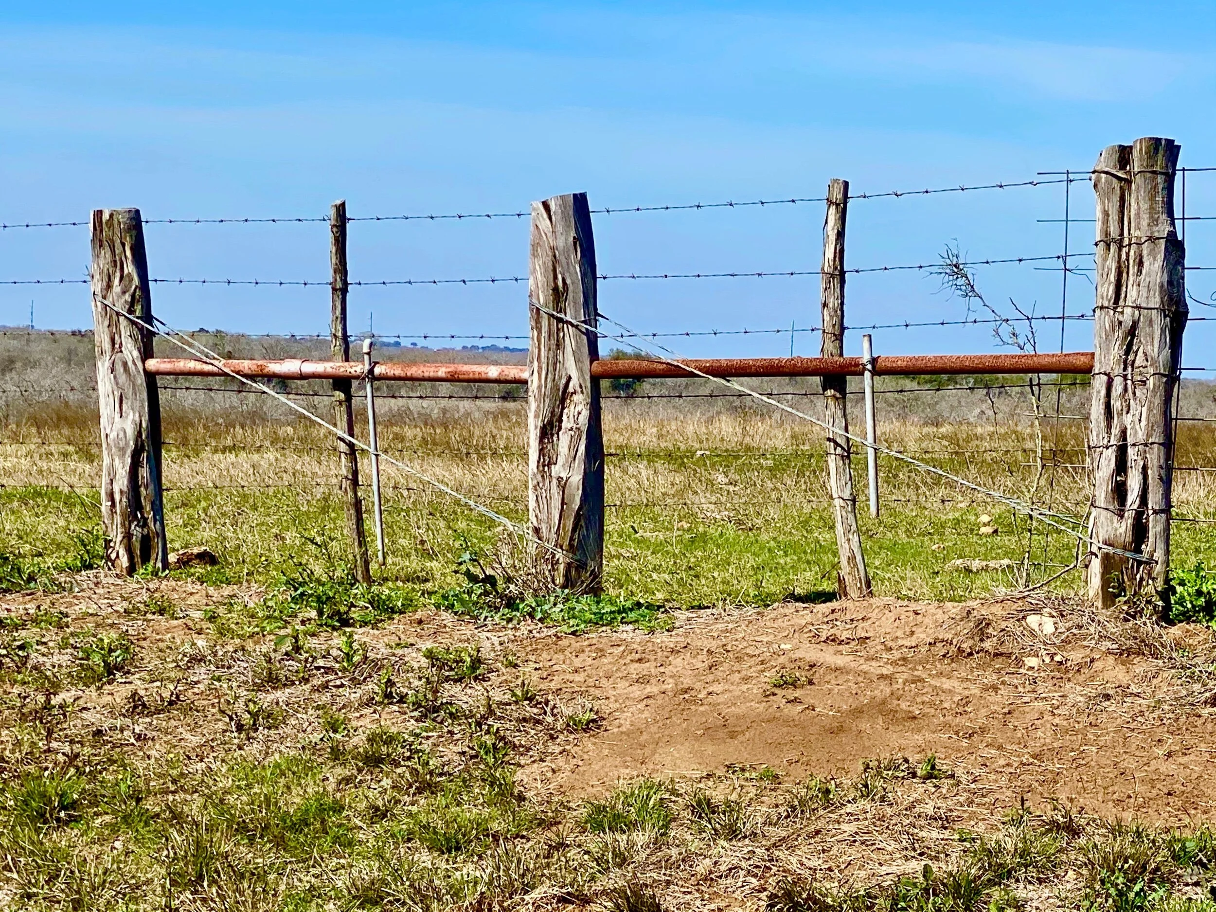 Taken on Texas State Highway 181 between Corpus Christi and San Antonio. Prior to the invention of barbed wire in the 1870’s, fences couldn't reliably contain cattle.