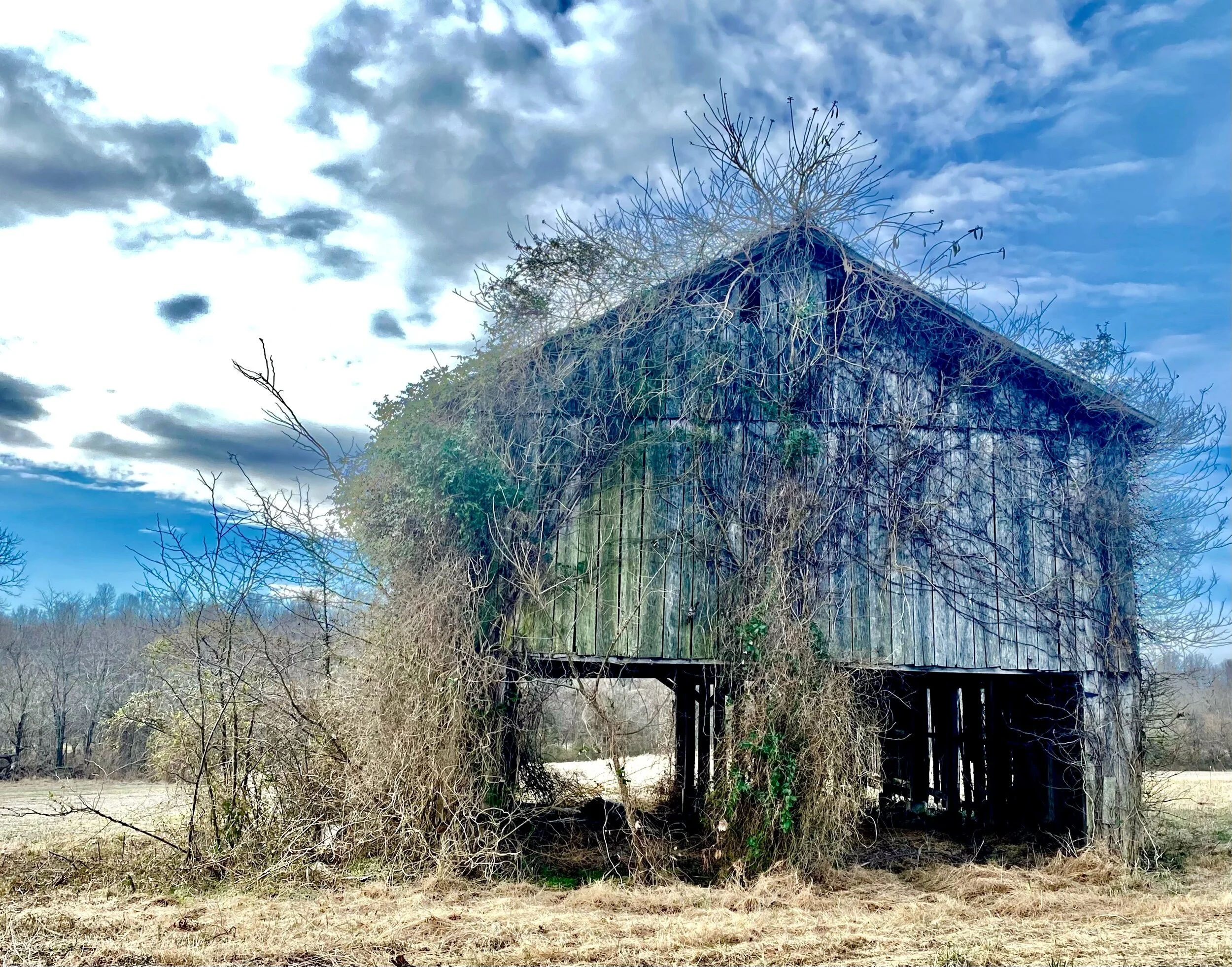 An abandoned barn near Blandville in far western Kentucky,