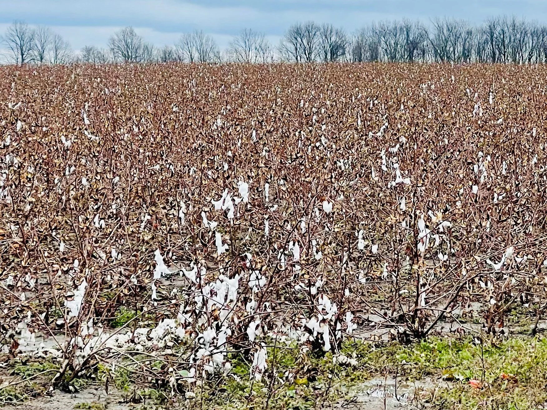 A harvested cotton field near Alligator, Mississippi.