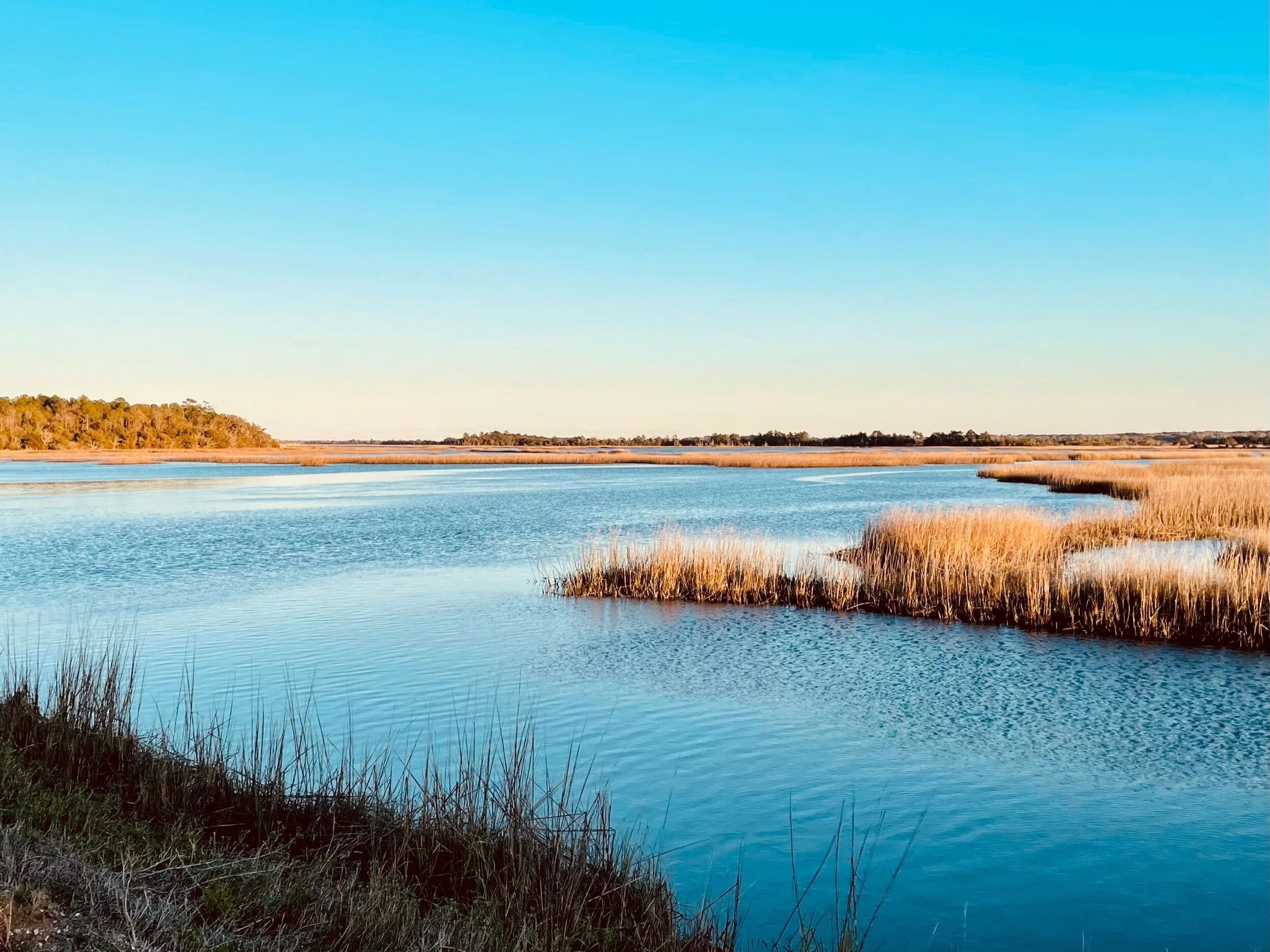 Marshland near Charleston, SC