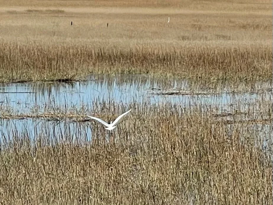A Great Egret flying over coastal marshland on the Isle of Palm Connector near Mount Pleasant, SC, southwest of the Francis Marion National Forest.