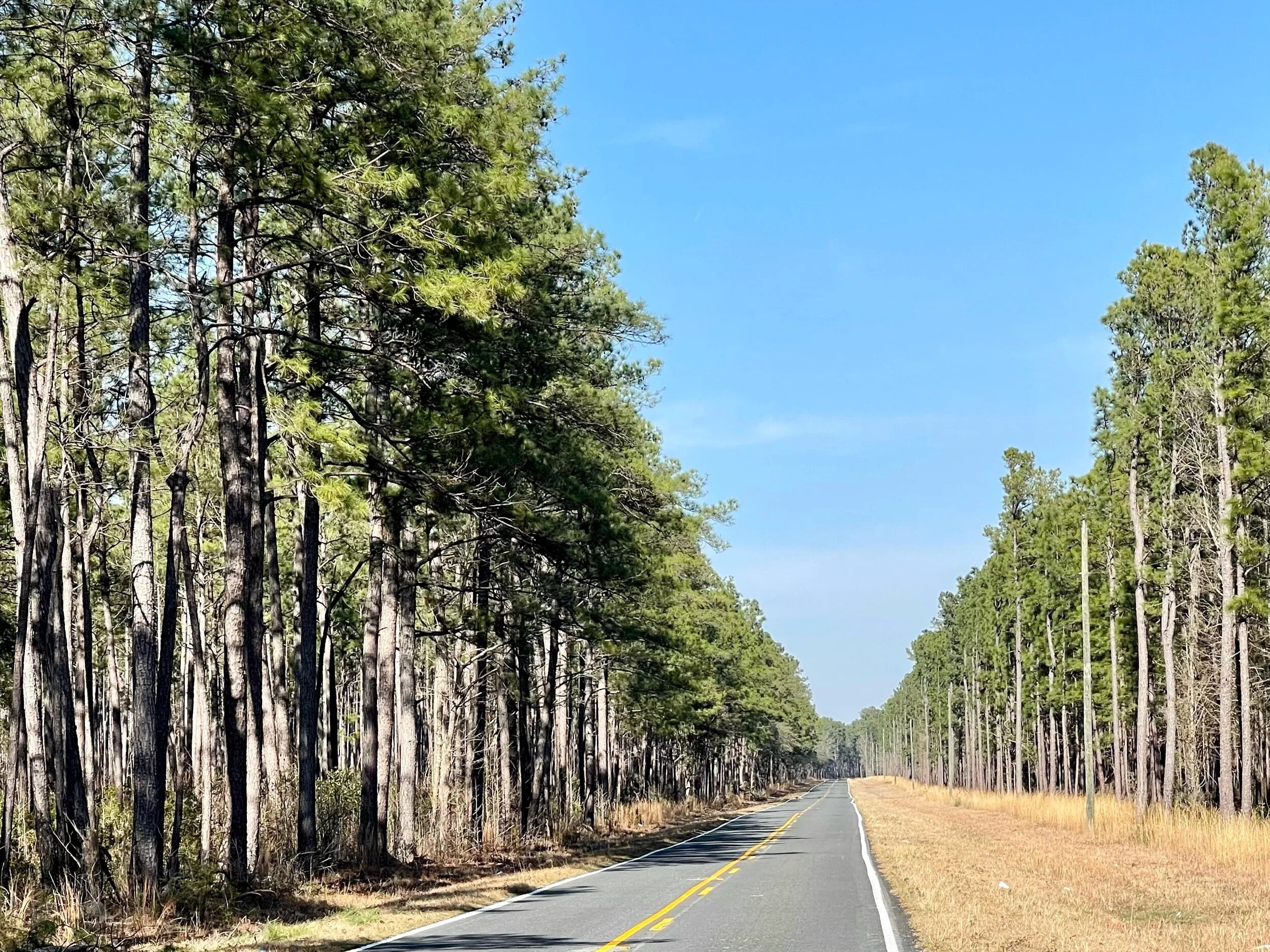 The Francis Marion National Forest on a mellow stretch of road off Route 41 north of Charleston. Formally established in the 1930’s, this forest covers approximately 259,000 acres. In 1989, the forest was nearly destroyed by Hurricane Hugo; only the…