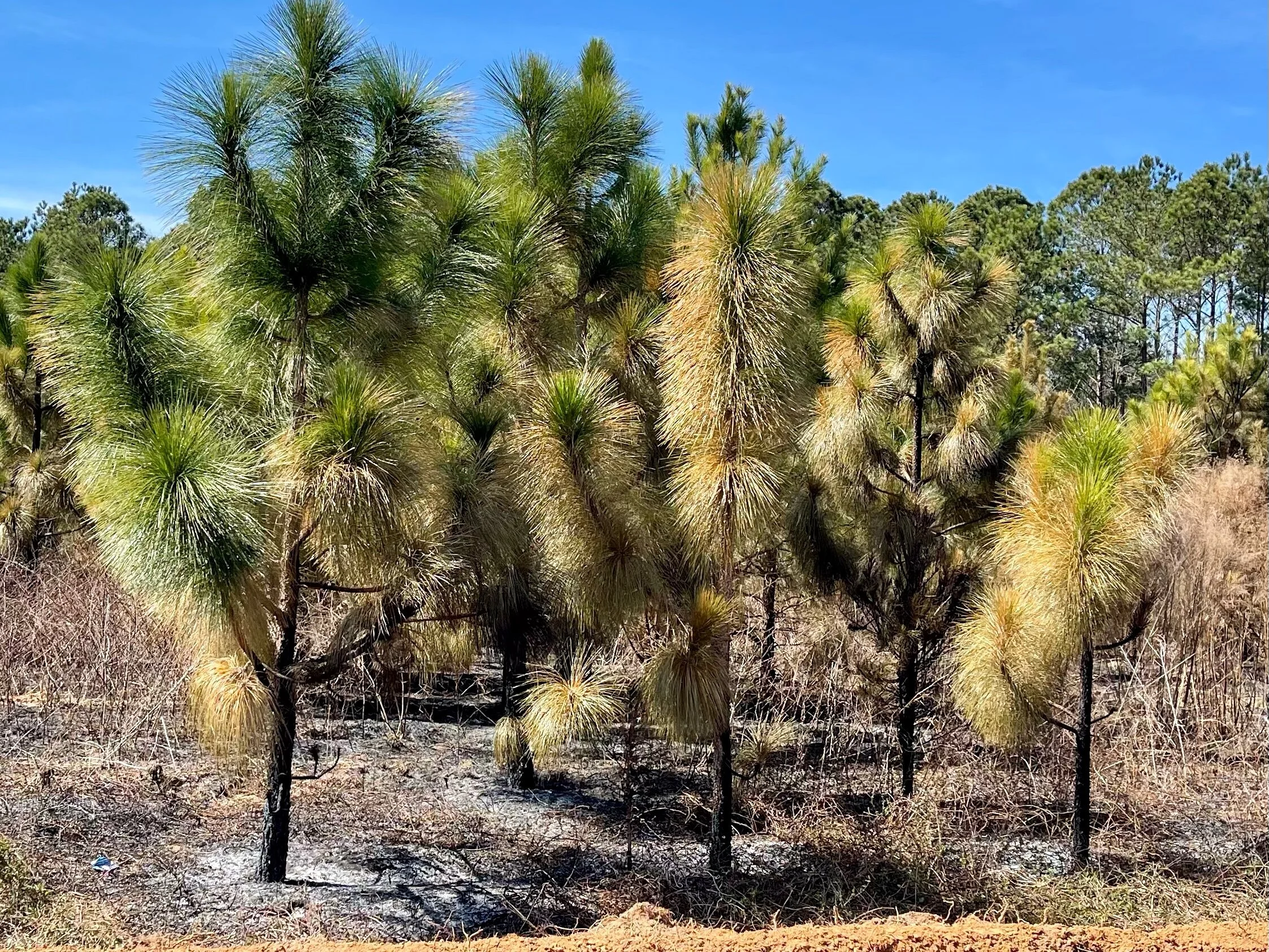 At one time most of the southeast was covered in Longleaf Pine forest. Naturally fire resistant, these superb trees would grow quite tall and create savanna-like conditions underneath, which would be routinely burned off, either by natural causes or…