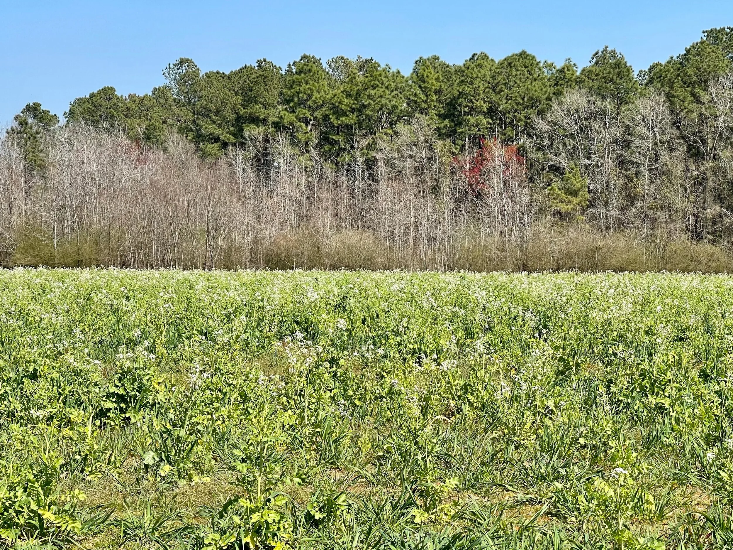 A field of turnip, another popular cover crop in regenerative agriculture.