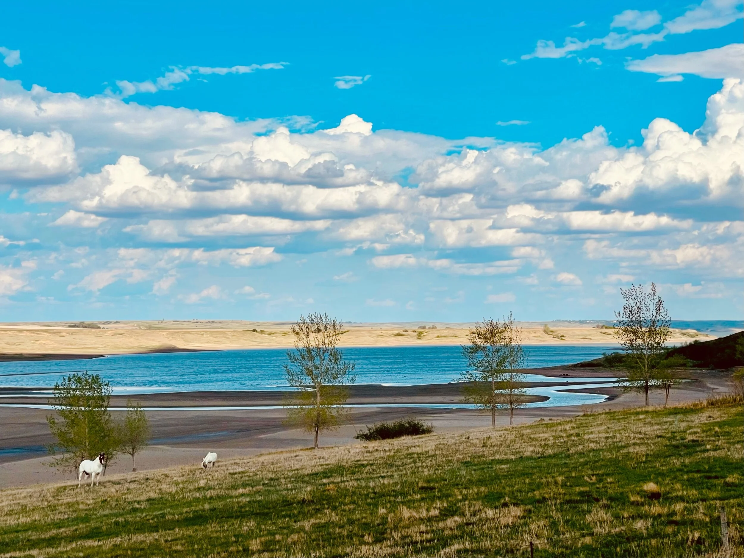 Horses in a field near Lake Oahu (the Missouri River) north of Mobridge, SD. Photo by Michael Chase.