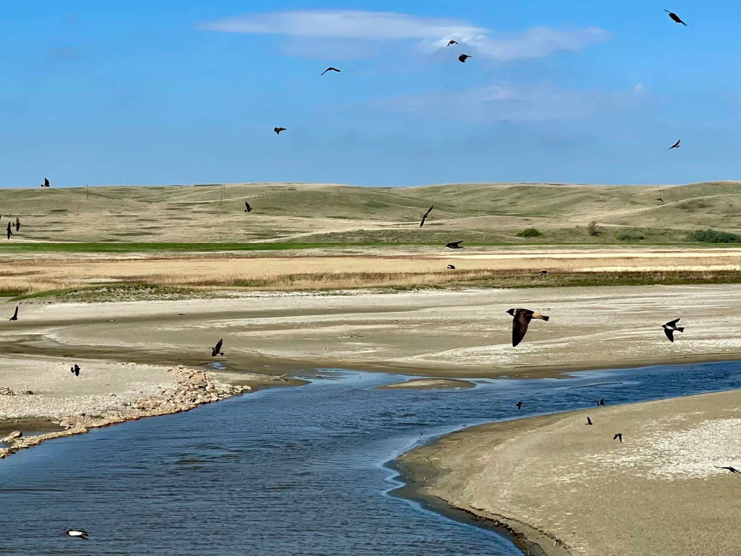 An inflow into Lake Oahe just south of the Cannonball River in South Dakota, where the Standing Rock protests of 2016 took place. Water Protectors have tried to protect groundwater sources from the probability of pollution, which in turn protects soil that nurtures healthy plants that feed bees and other pollinating insects. Although they were successful in getting the Obama administration to cancel the DAPL pipeline, Trump immediately approved it. Oil now flows under Lake Oahe and the pristine nature of this region is still under threat, yet, there is hope among Standing Rock residents that the Biden Administration will reverse Trump’s action and halt the flow of oil. Photo by Michael Chase.