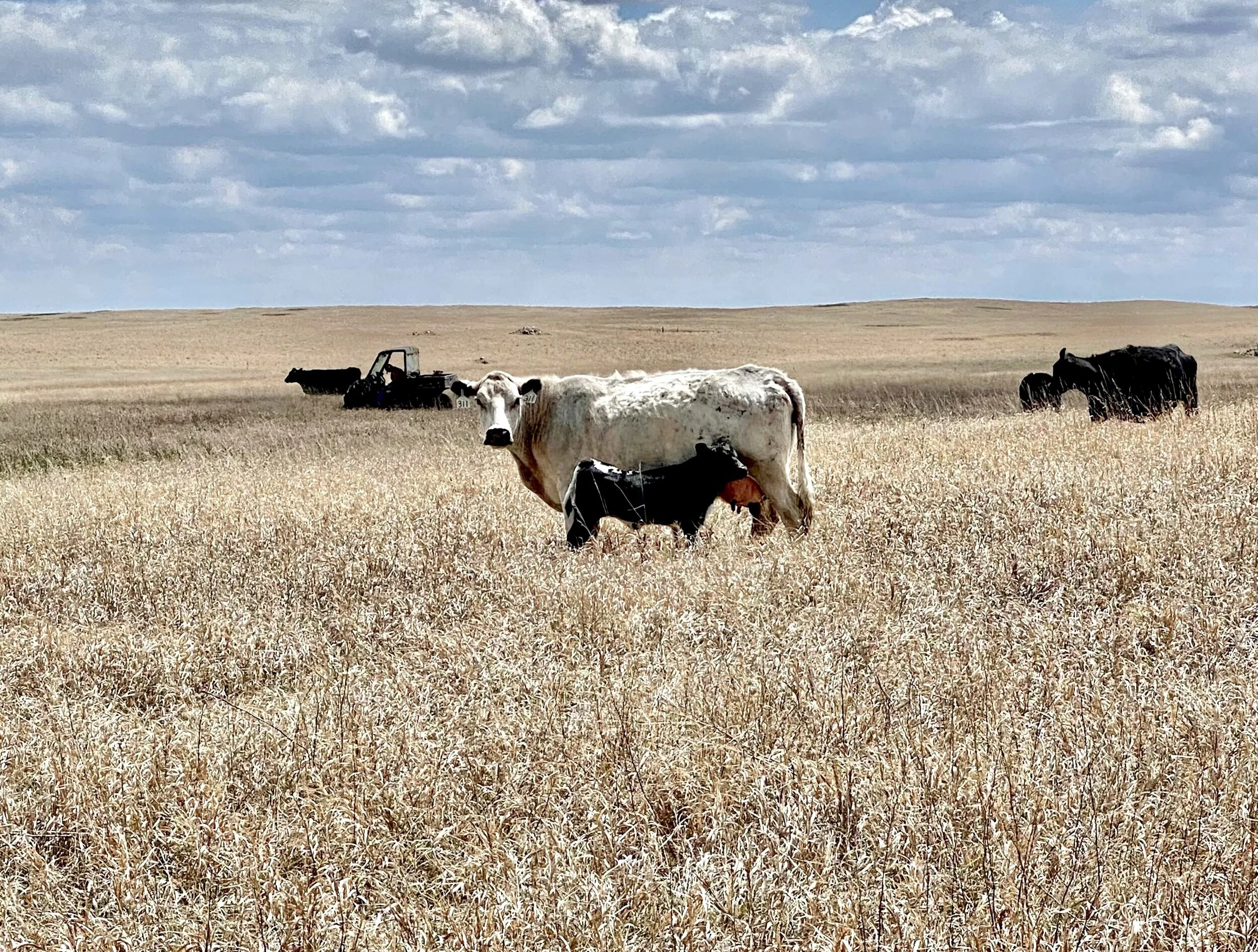Perennial rangeland on Gabe Brown’s farm. Gabe is very thoughtful about where and how long he pastures his cattle so he can optimize the nutrient density and carbon content of his soil. Photo by Jenny Hershey.