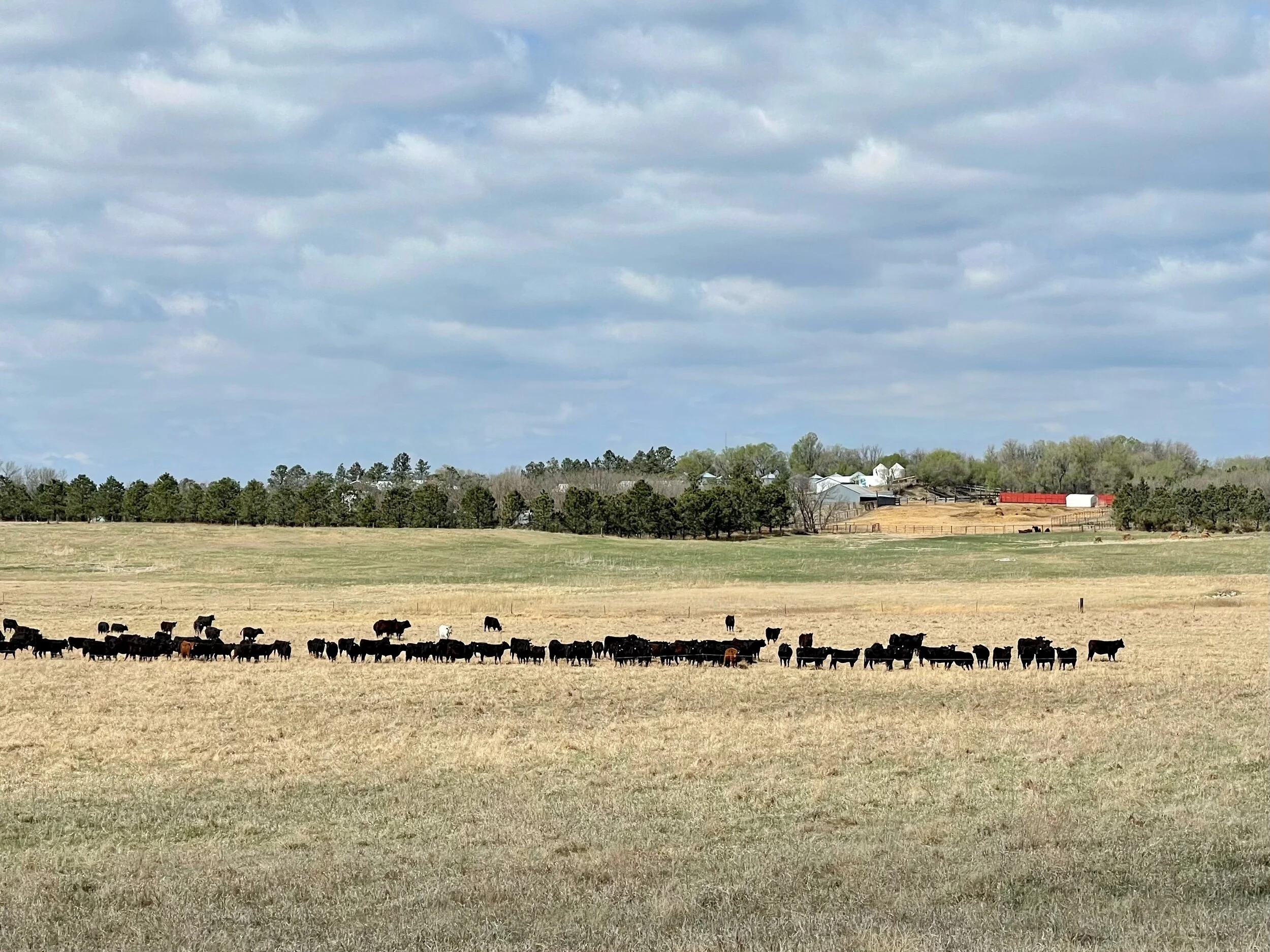 Gabe Brown’s farm looking west. Notice the perennial grassland and the size of the herd. Photo by Michael Chase