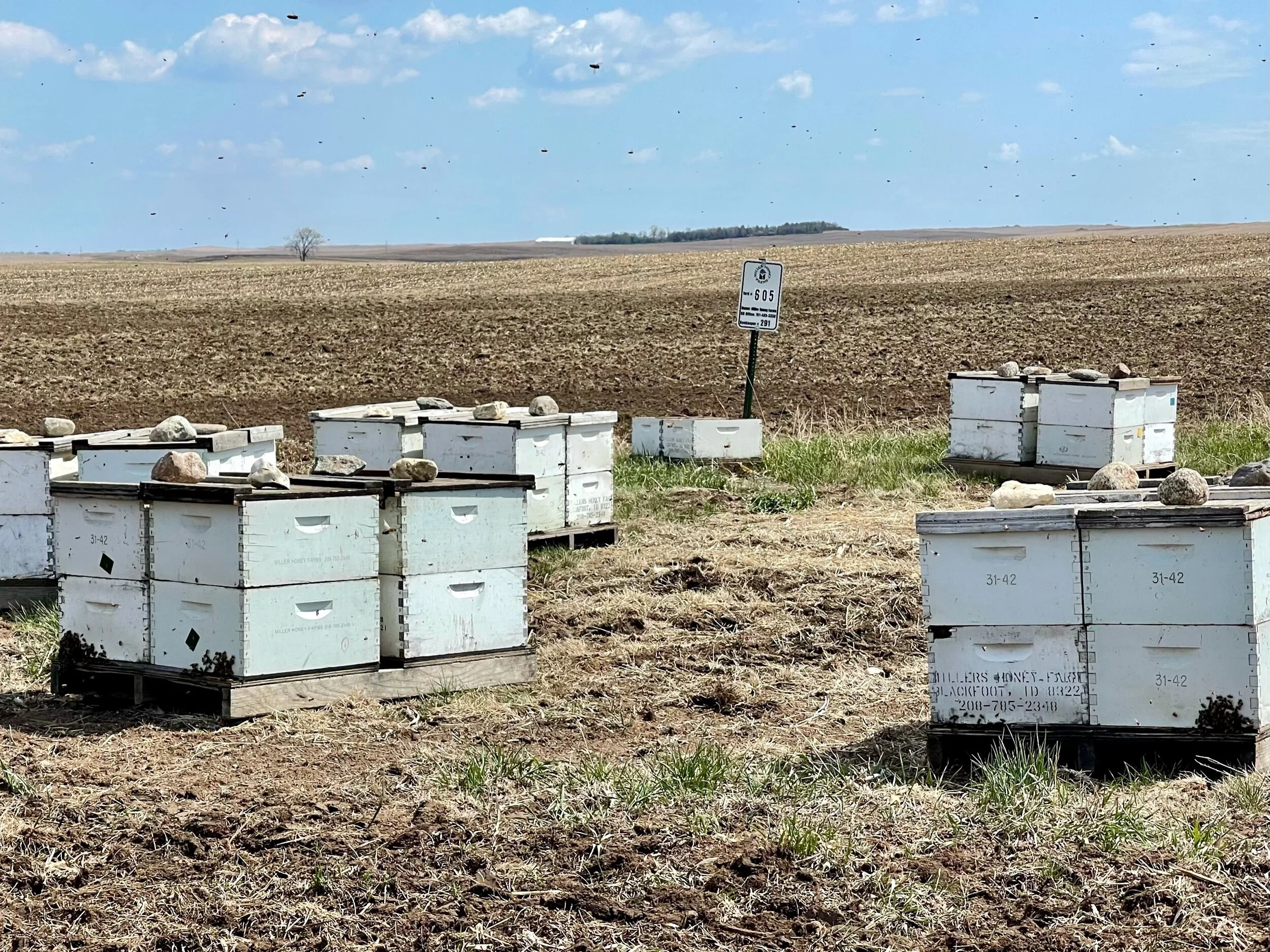 Miller Honey bees placed in a field near Napoleon, ND. Photo by Michael Chase.