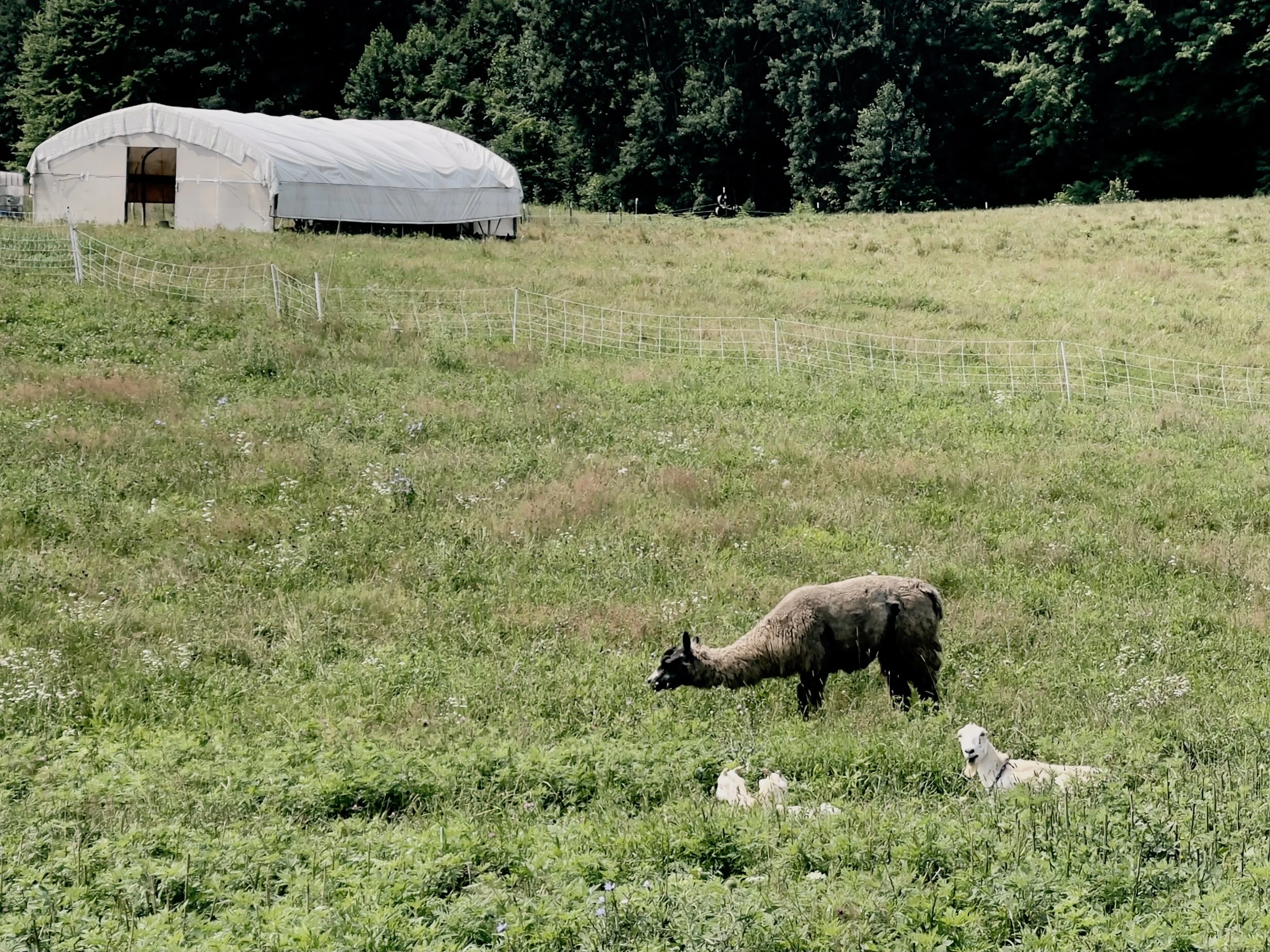 An 11 acre field planted in a diverse perennial cover crop at Verdant Hollow Farm. On the upper left is an open chicken coop, below is a llama and baby goats.  The cover crop is very healthy and the animals appear content. This field is divided into 8 paddocks and animals are regularly moved to fresh fields to  allow the previously used field to regenerate, which draws down soil-based carbon.  Photo by Michael Chase. Follow him on Instagram at mjohnsonchase.