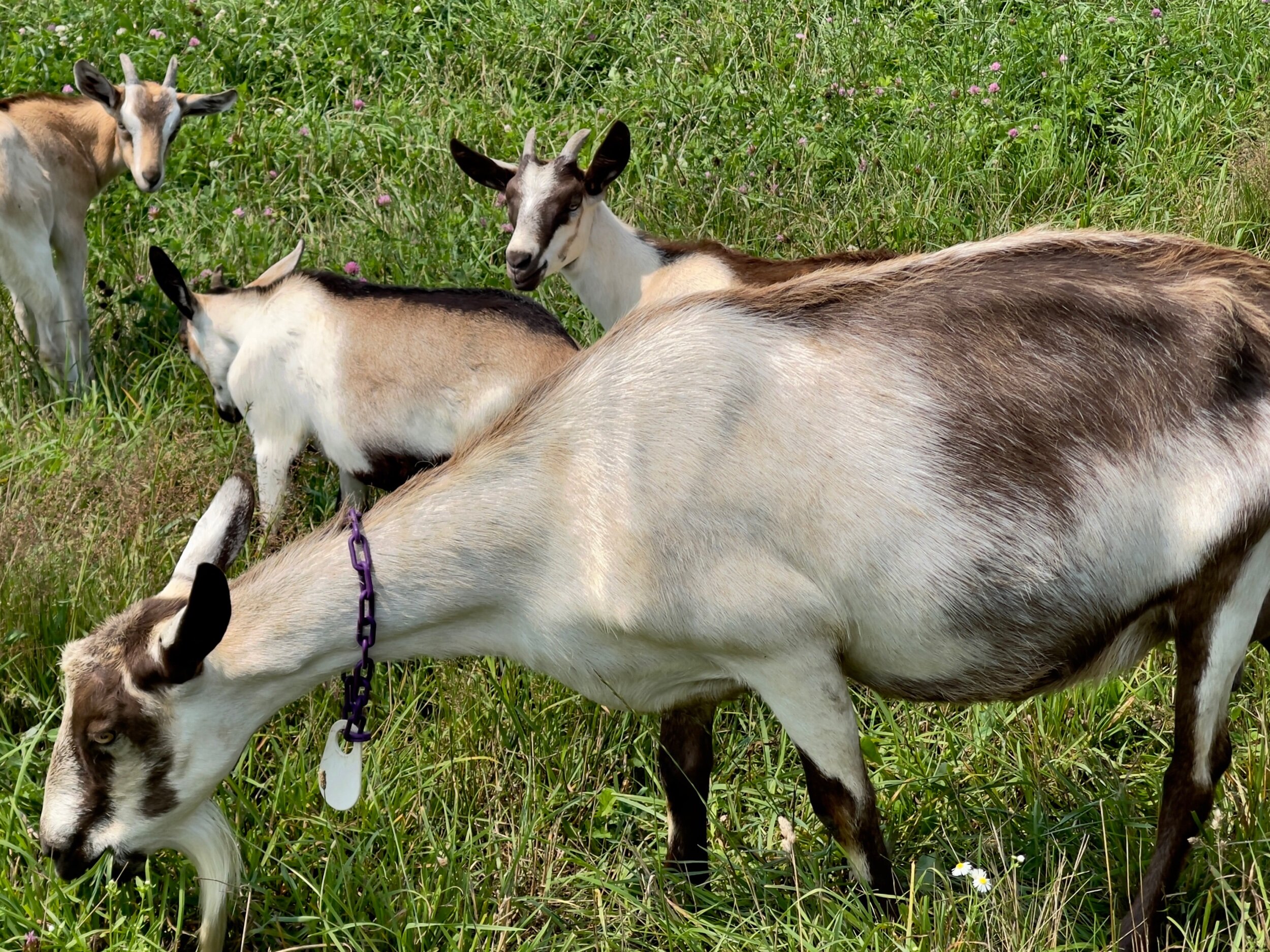 Happily grazing goats at Verdant Hollow Farm. Photo by Michael Chase. Follow him on Instagram at mjohnsonchase.