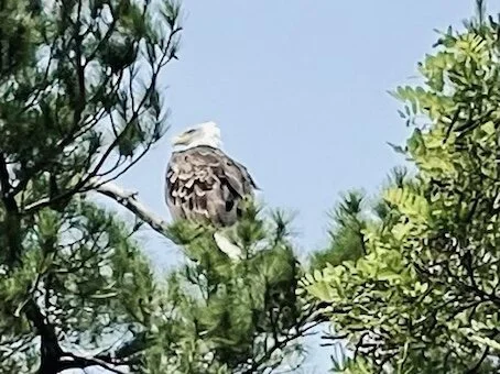 The eagle resting in a tree on the Lake Superior shoreline. Photo by Michael Chase. Follow him on Instagram at mjohnsonchase.