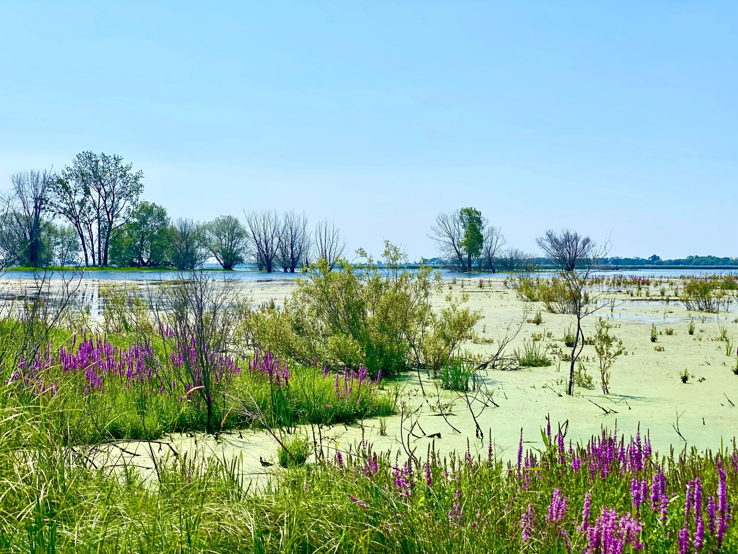 As beautiful as they are, these algae blooms on marshland on the Lake Michigan shoreline near Little River, WI are&nbsp;&nbsp;killing most of the life underneath them by depriving the water of oxygen.&nbsp;Photo by Jennifer Hershey. Follow her on Instagram at deeofo.