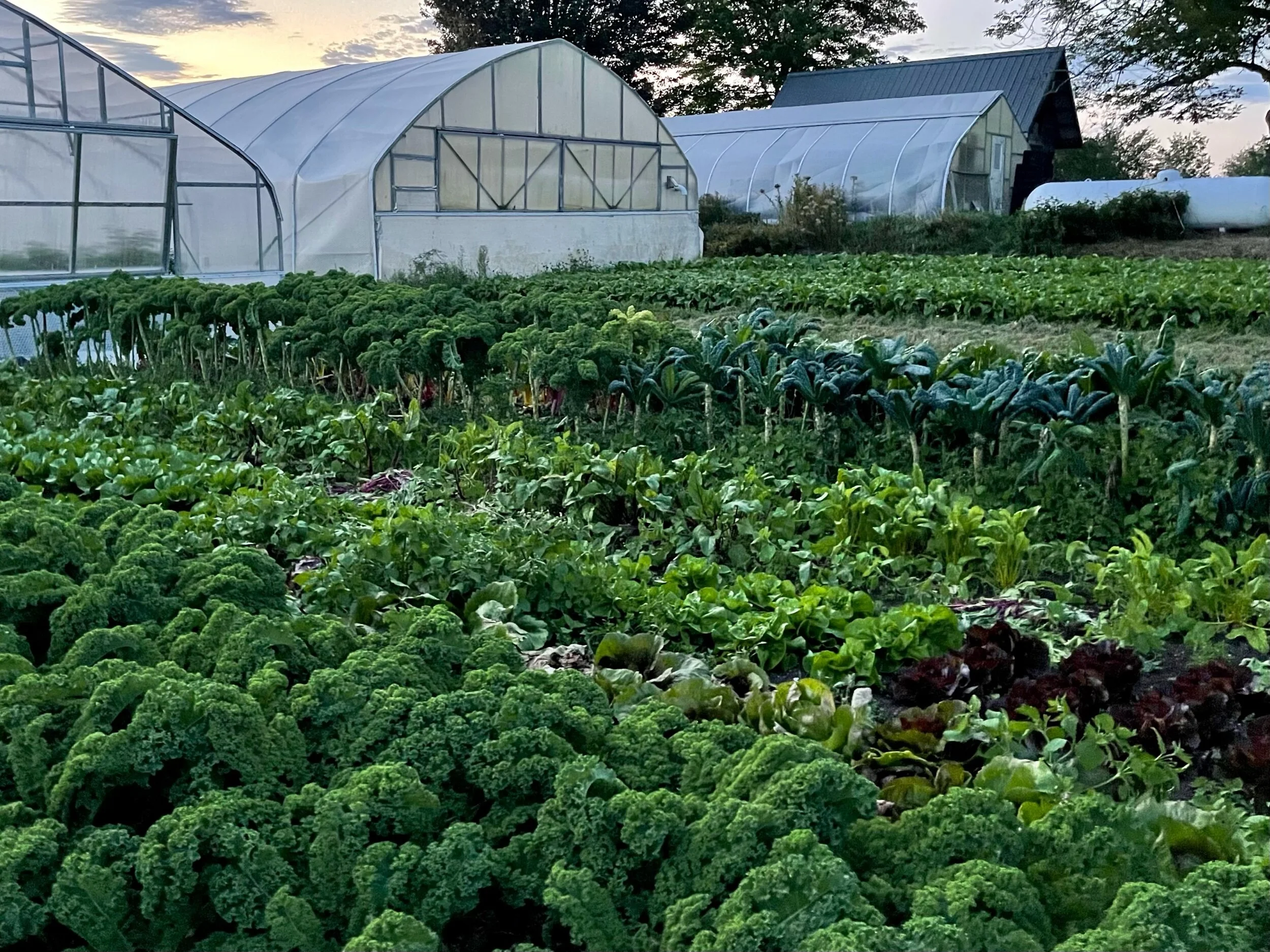 More vegetable fields at Four Season Farm. The greenhouse to the far left is the backside of the same one as in the previous picture, and it will be moved farther to the left to cover winter spinach. The extraordinarily productive field in the foreground is kale, lettuce and chard (photo taken mid-September).  Photo by Michael Chase. Follow him on Instagram @mjohnsonchase.