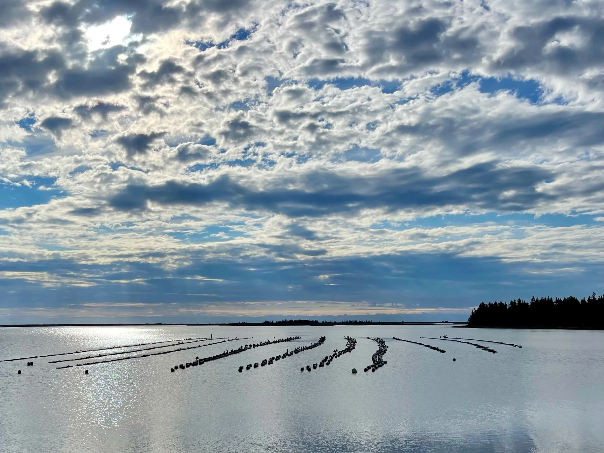 Oyster cages can be seen in the distance at a sustainable oyster farm. Photo by Michael Chase. Follow him on Instagram @mjohsonchase.