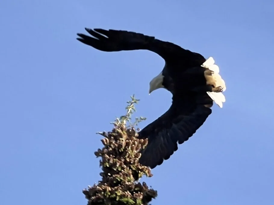 We saw this Bald Eagle (Canadians call them Sea Eagles) lift off a tree near North Point in PEI. For us urbanites, there are few things more exciting. Photo by Michael Chase. Follow him on Instagram @mjohnsonchase.