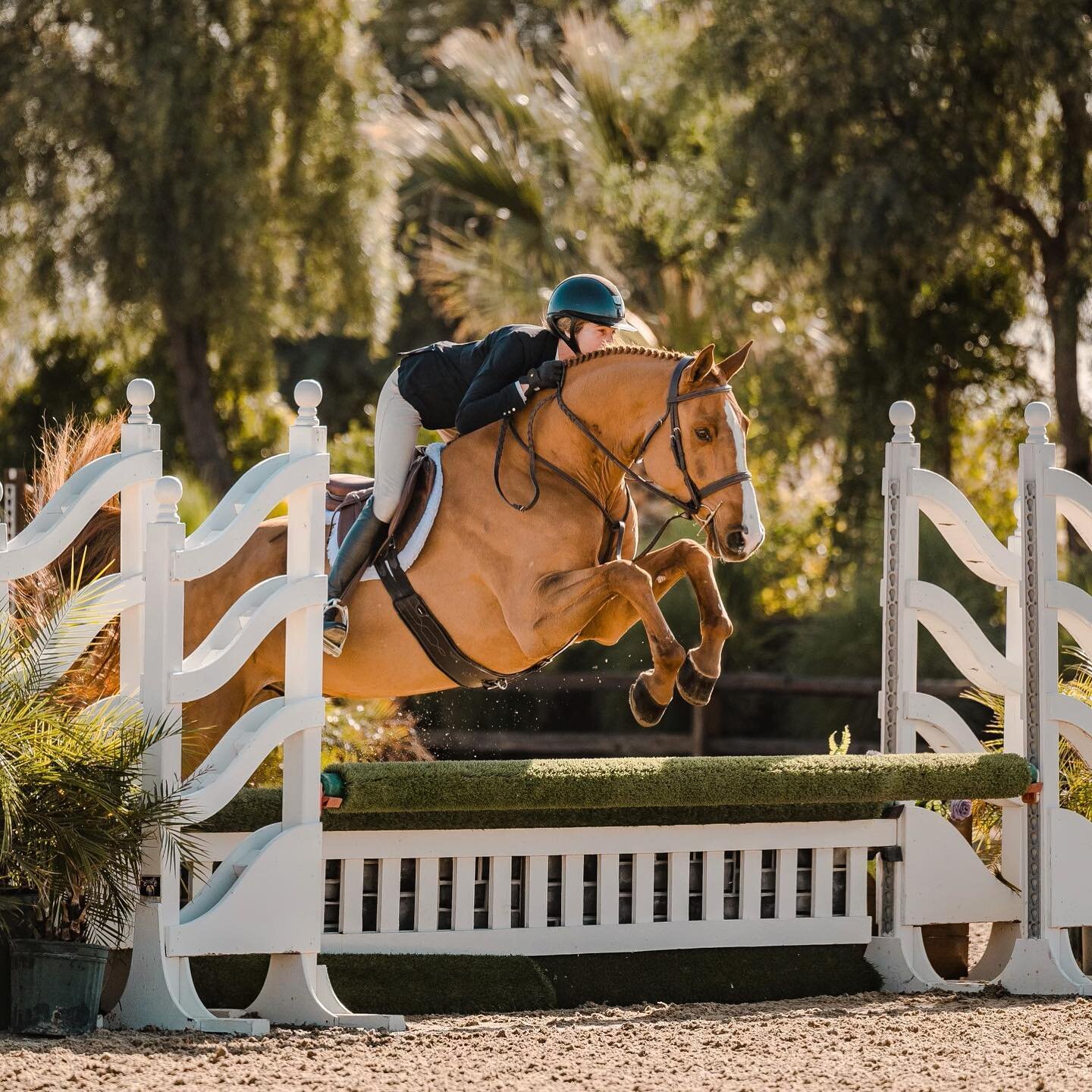 @kimmypow09&rsquo;s RKM Diavetto being a ⭐️ today, starting our winter desert show series at @deserthorsepark!

📸: @vmp.equine