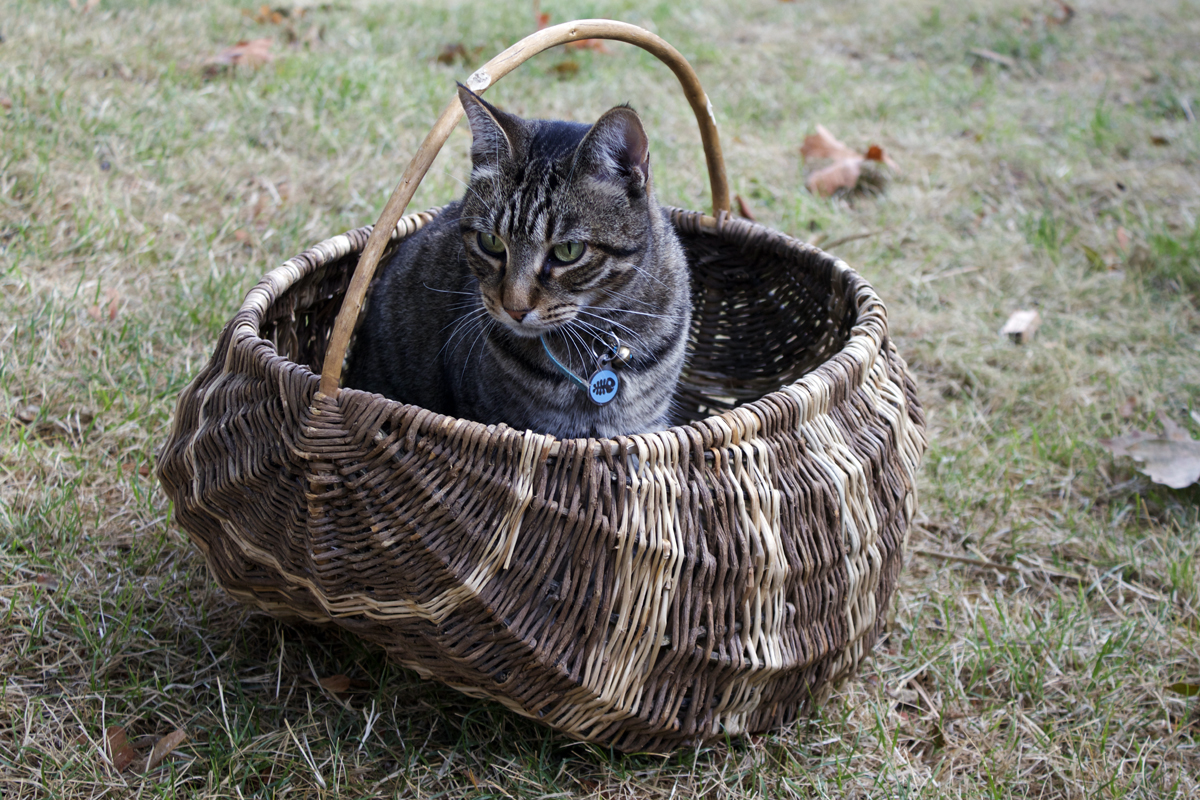 This is a gathering/grocery basket made with English Holly ribs, rim, and handle. The weavers are English Ivy both with bark on and peeled for color variation.