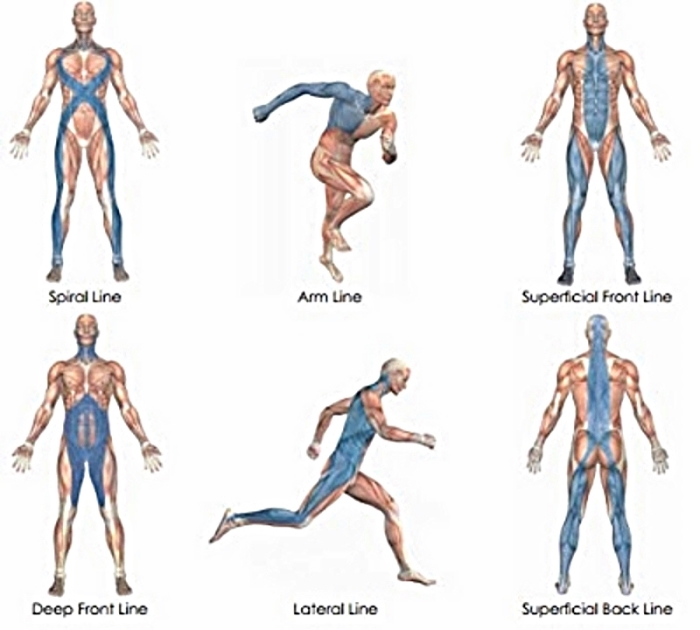 MYOFASCIAL LINES DIAGRAM REPRESENT THE INTERCONNECTEDNESS OF MUSCLE GROUPS