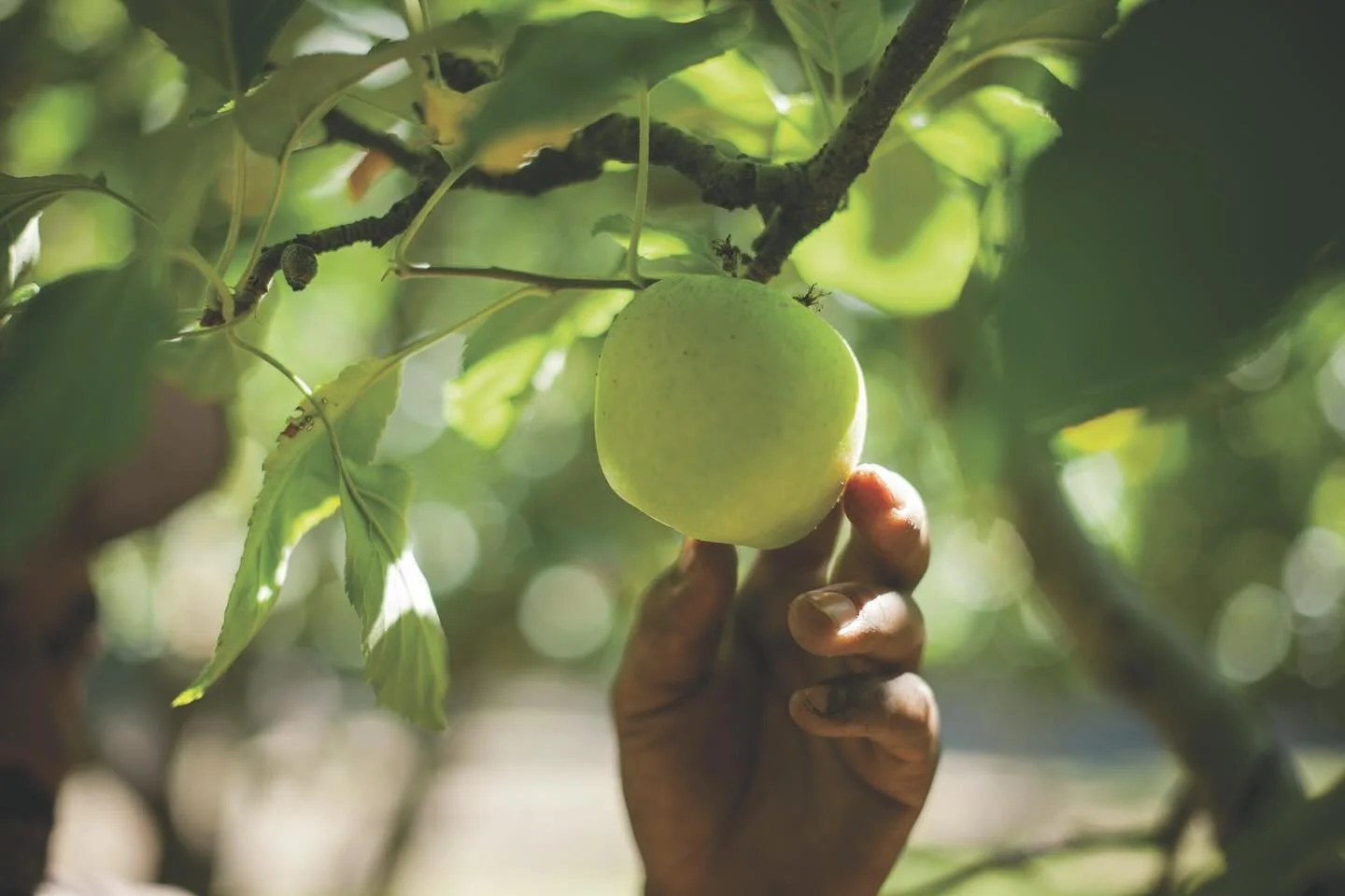 Picked to perfection. Happy National Cider Month! 

#commspro @martinellisco #nationalcidermonth
