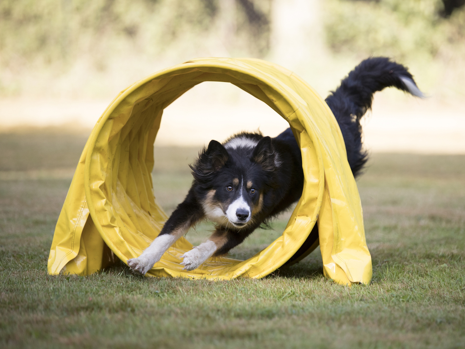 border-collie-tunnel resize.jpeg