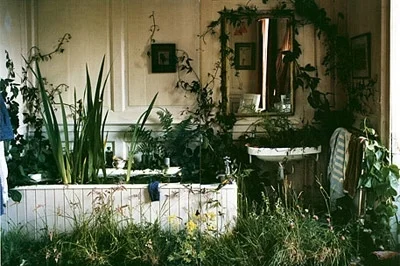 Plants That Will Clean Your Home! (The Air, That Is)